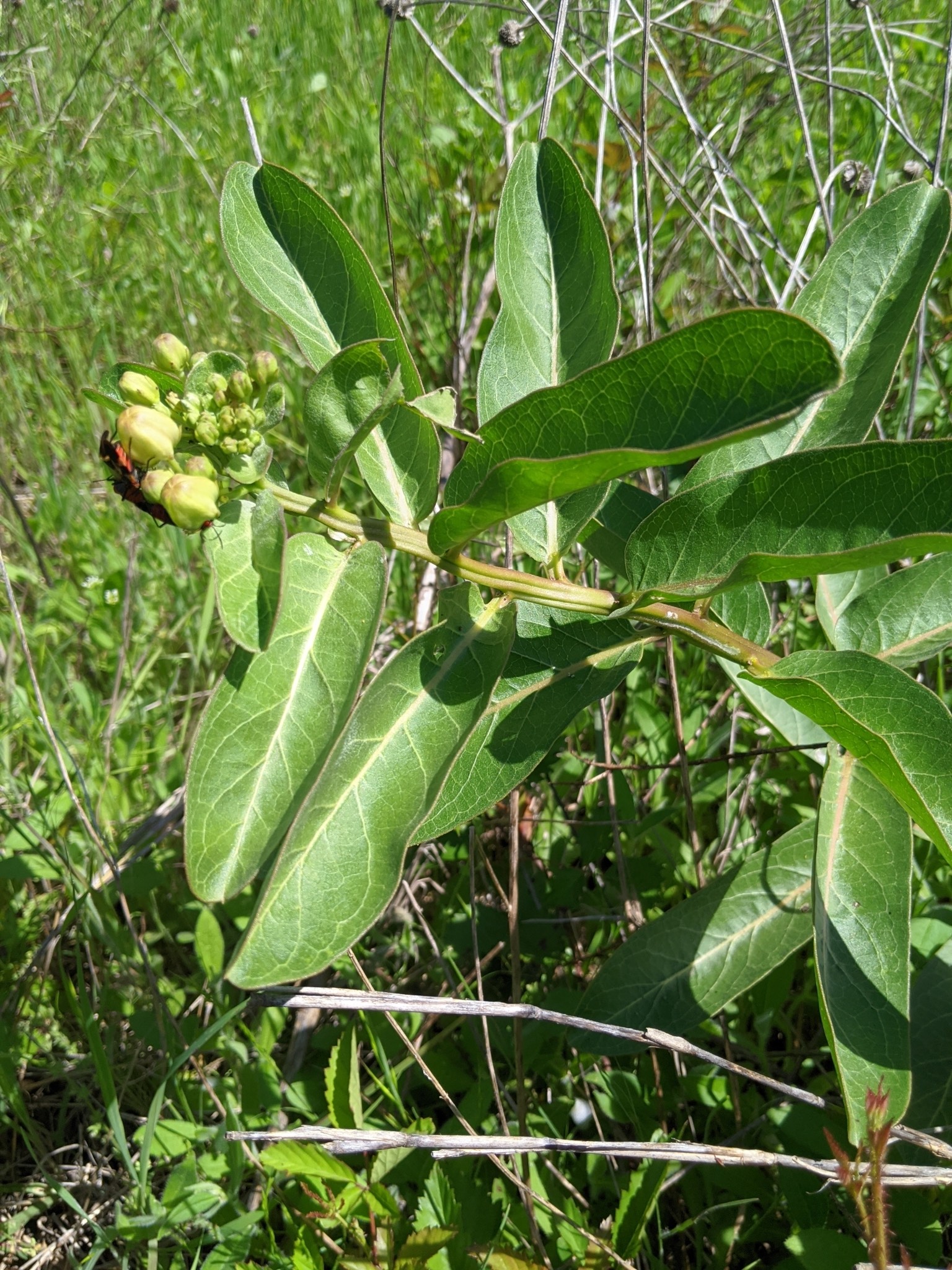 The Scientific Name is Asclepias viridis. You will likely hear them called Little Green Milkweed, Green Antelope-horn, Spider Milkweed. This picture shows the Growing in oak/juniper scrub habitat at Dick Nichols District Park in Austin, TX of Asclepias viridis