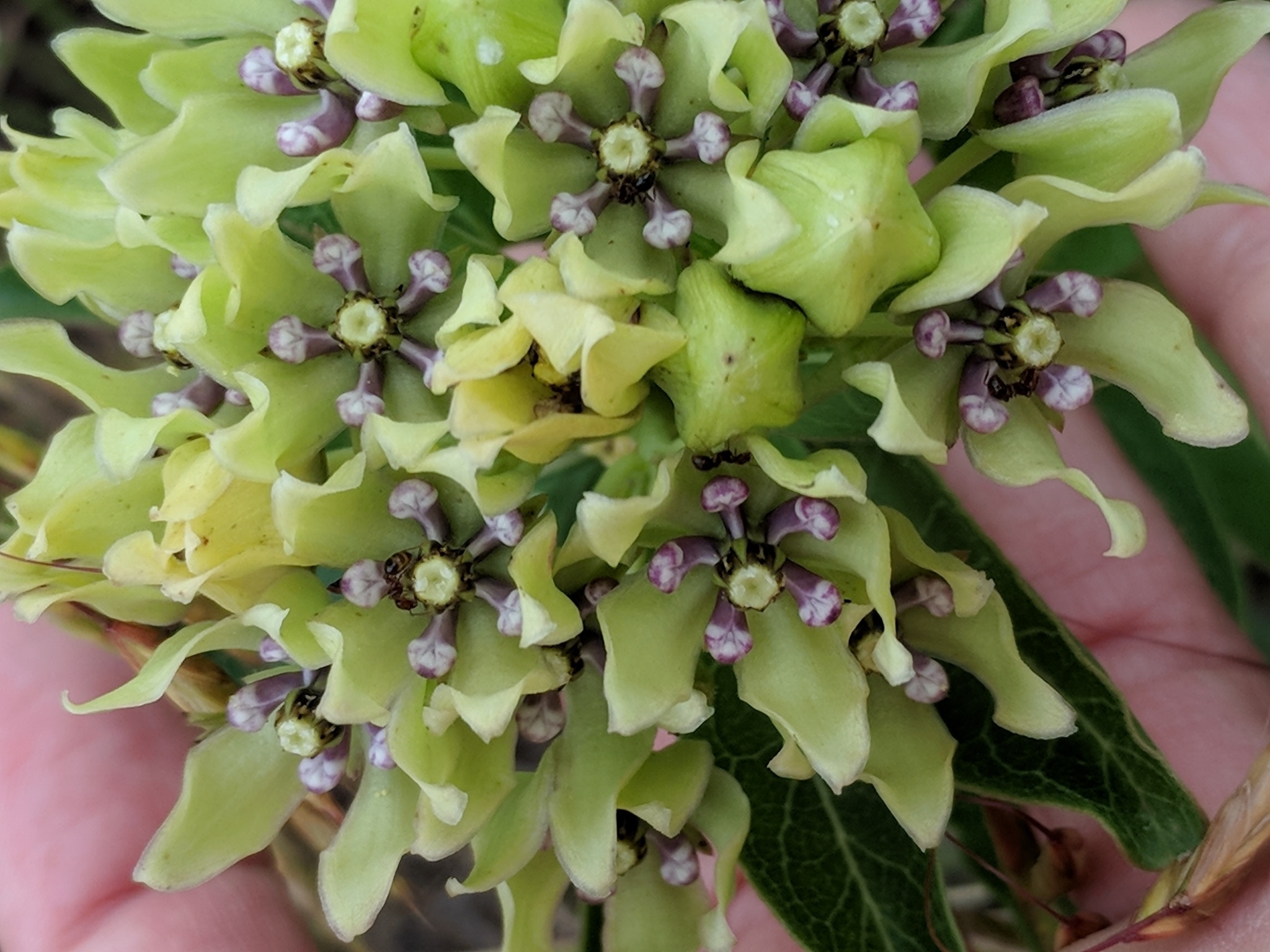 The Scientific Name is Asclepias viridis. You will likely hear them called Little Green Milkweed, Green Antelope-horn, Spider Milkweed. This picture shows the Tiny green flowers with purple hoods.  of Asclepias viridis