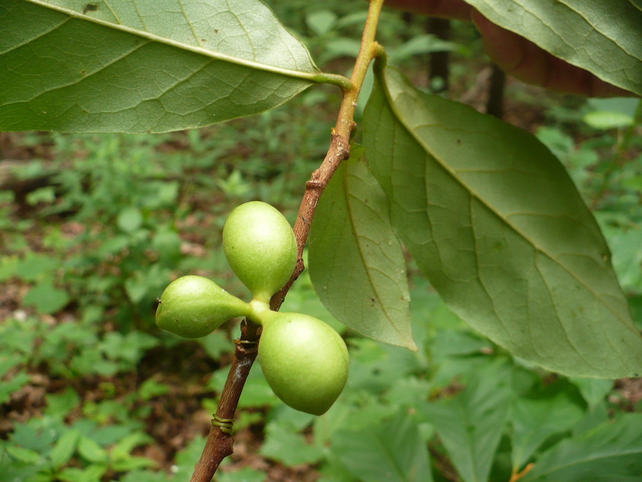 The Scientific Name is Asimina parviflora. You will likely hear them called dwarf pawpaw. This picture shows the Developing fruit. of Asimina parviflora