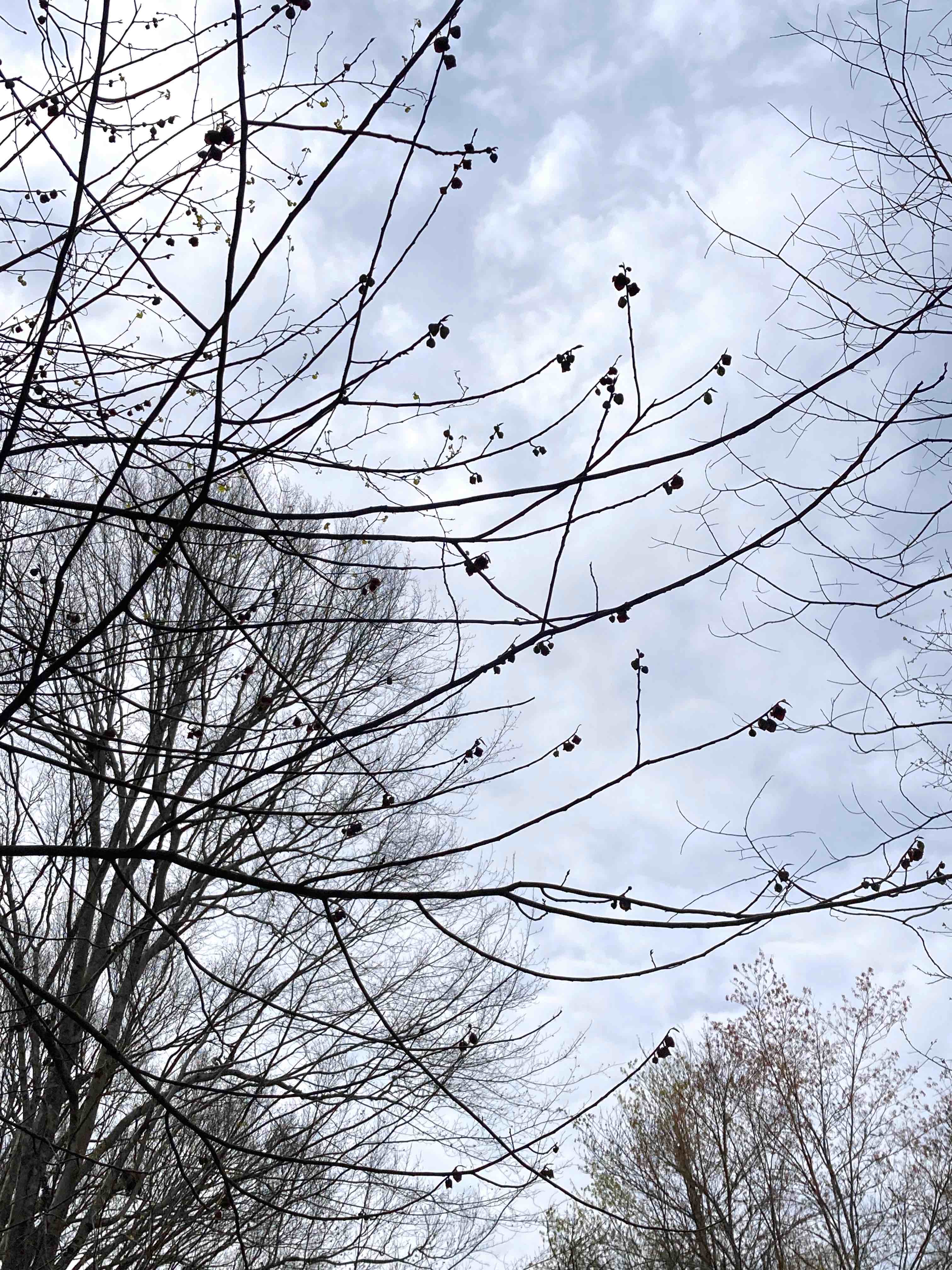The Scientific Name is Asimina triloba. You will likely hear them called Pawpaw. This picture shows the The purple-brown flowers appear before the leaves in spring and are easily spotted hanging down from the branches. of Asimina triloba