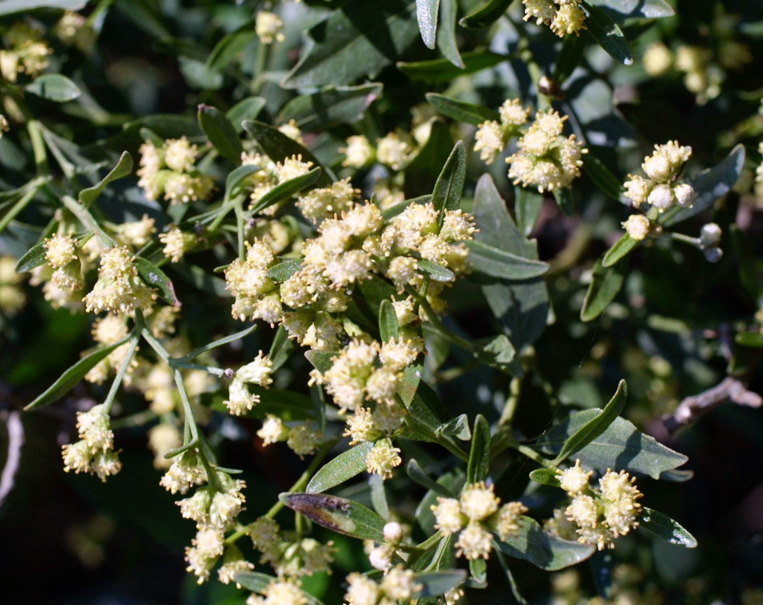 The Scientific Name is Baccharis halimifolia. You will likely hear them called Silverling, High-tide Bush, Mullet Bush, Groundsel Tree, Sea Myrtle. This picture shows the Female flowers. of Baccharis halimifolia