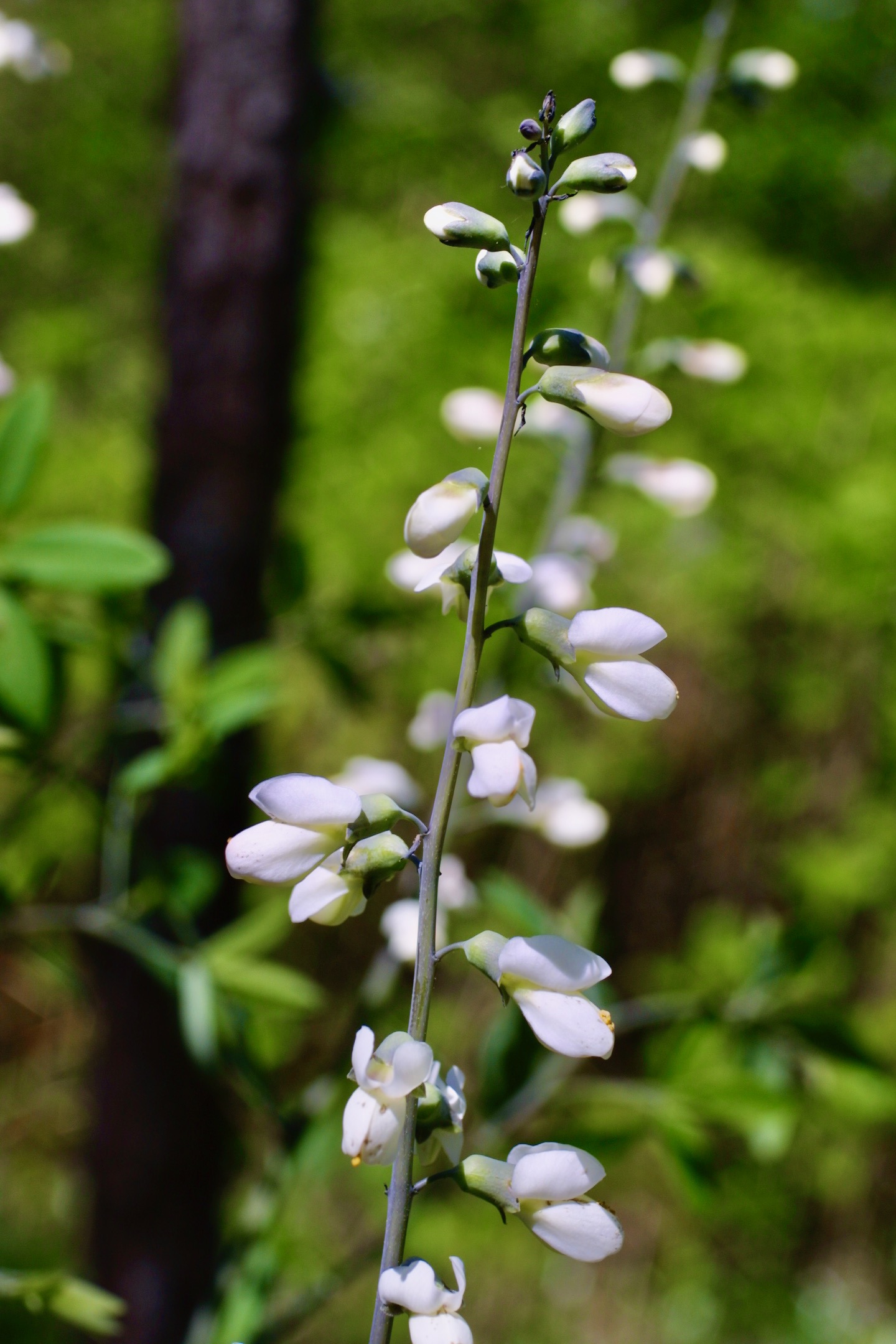 The Scientific Name is Baptisia alba [= Baptisia pendula]. You will likely hear them called Thick-pod White Wild Indigo. This picture shows the White flowers with waxy, purplish stem of Baptisia alba [= Baptisia pendula]