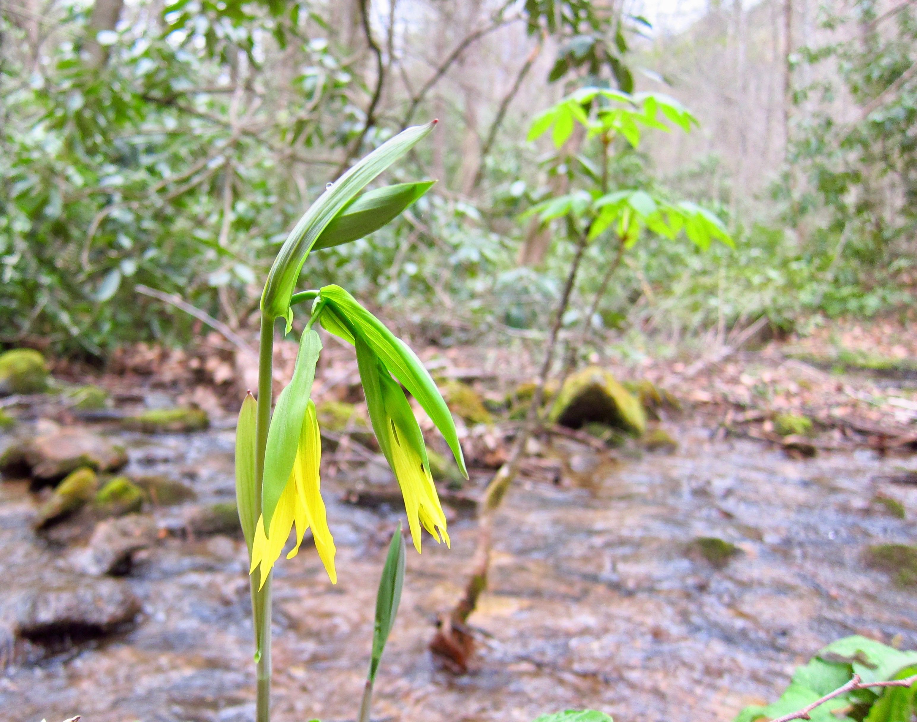 The Scientific Name is Uvularia grandiflora. You will likely hear them called Large-flowered Bellwort. This picture shows the A Beautiful Gathering creekside of Uvularia grandiflora
