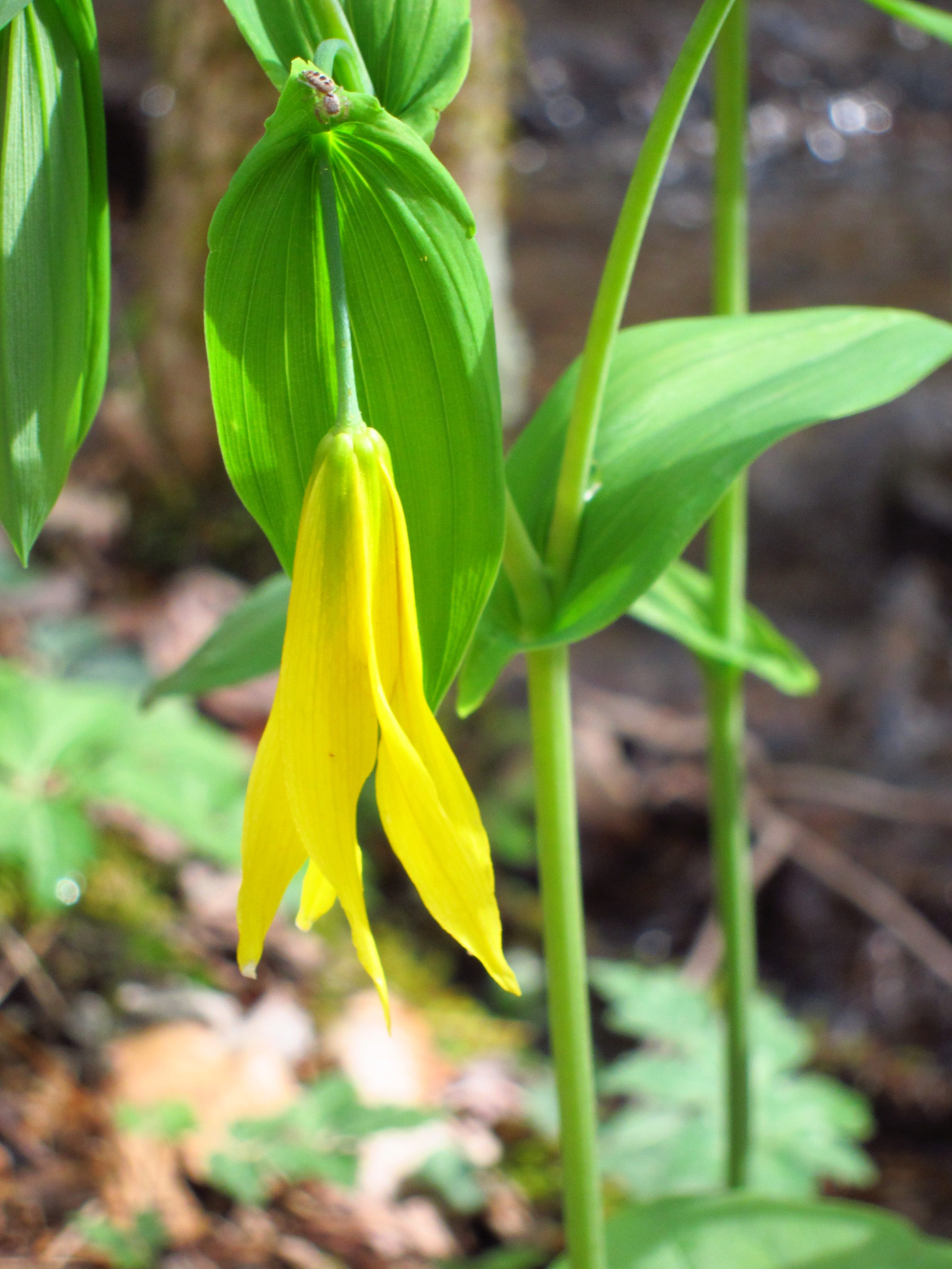 The Scientific Name is Uvularia grandiflora. You will likely hear them called Large-flowered Bellwort. This picture shows the Graceful Merrybell of Uvularia grandiflora