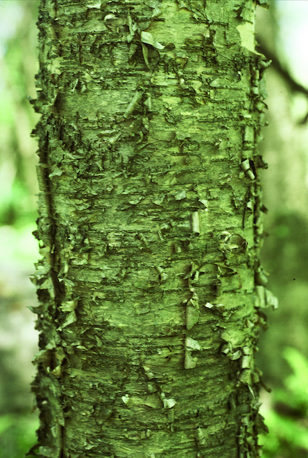 The Scientific Name is Betula alleghaniensis [= Betula lutea]. You will likely hear them called Yellow Birch. This picture shows the Yellow Birch bark peels in horizontal curls of Betula alleghaniensis [= Betula lutea]