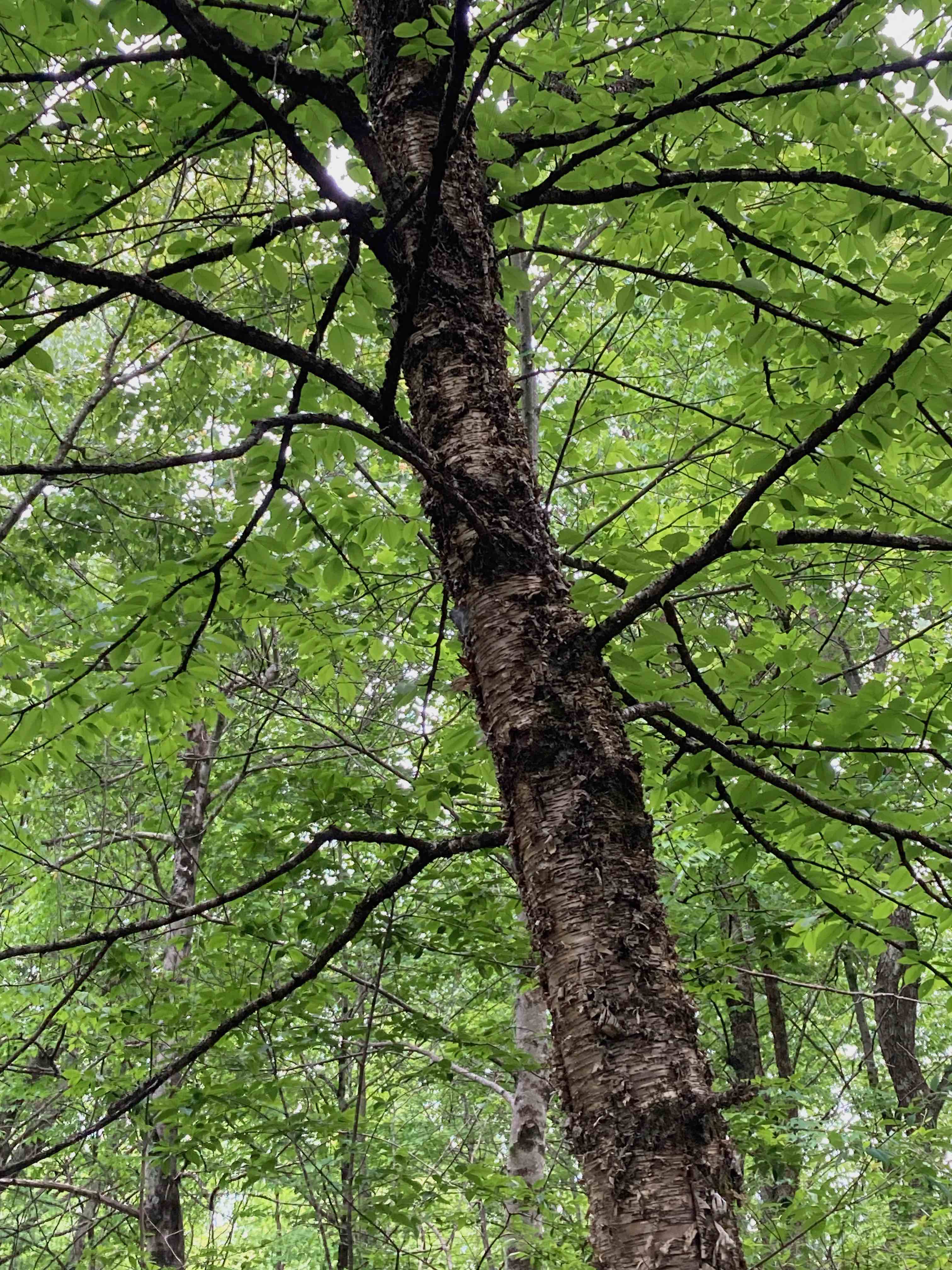 The Scientific Name is Betula alleghaniensis [= Betula lutea]. You will likely hear them called Yellow Birch. This picture shows the Dull gold-colored, peeling bark. When you scrape the bark from the twigs, they have a wintergreen scent. of Betula alleghaniensis [= Betula lutea]
