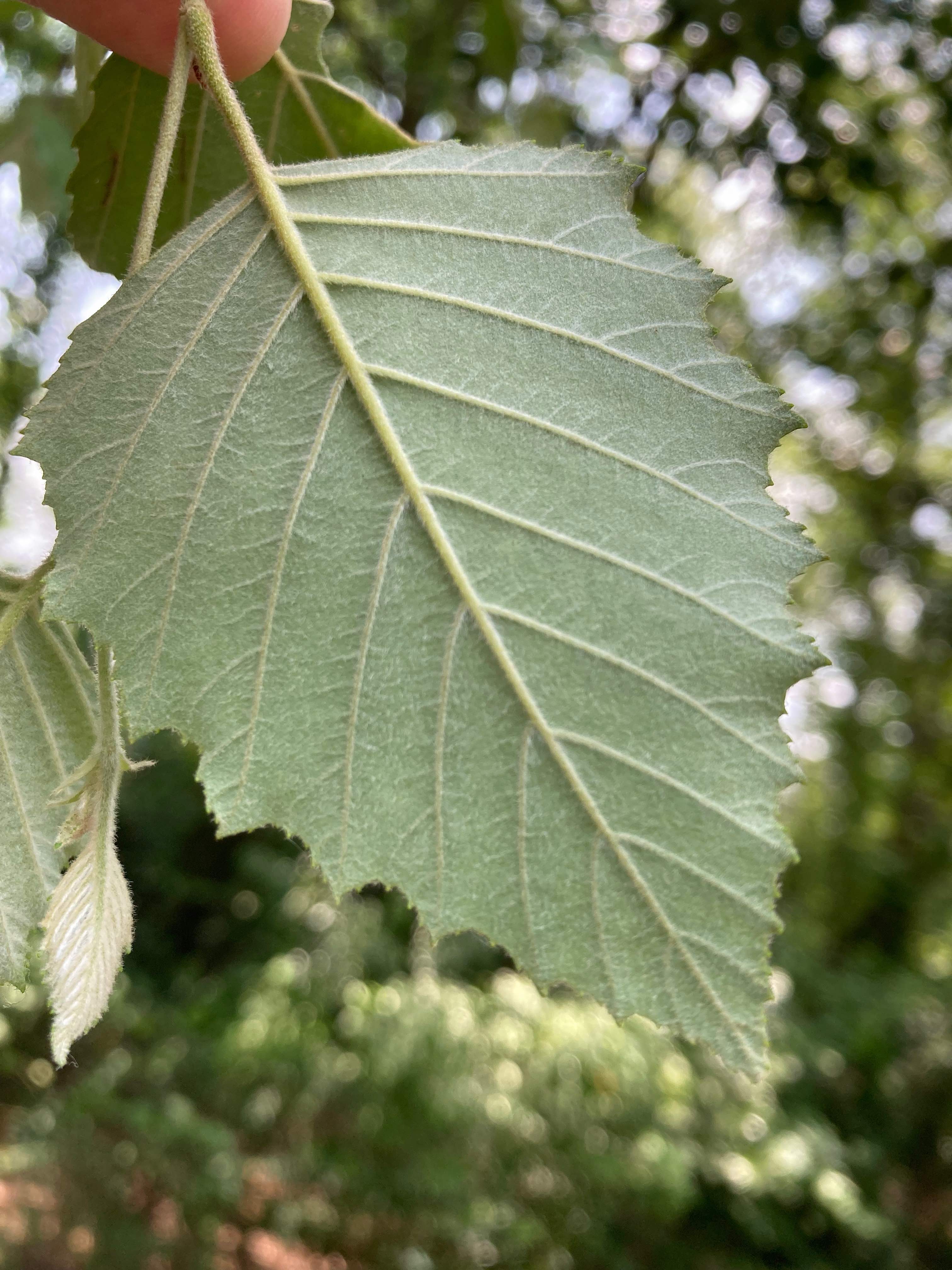 The Scientific Name is Betula nigra. You will likely hear them called River Birch, Red Birch. This picture shows the The undersides of the leaves are silvery in color. of Betula nigra