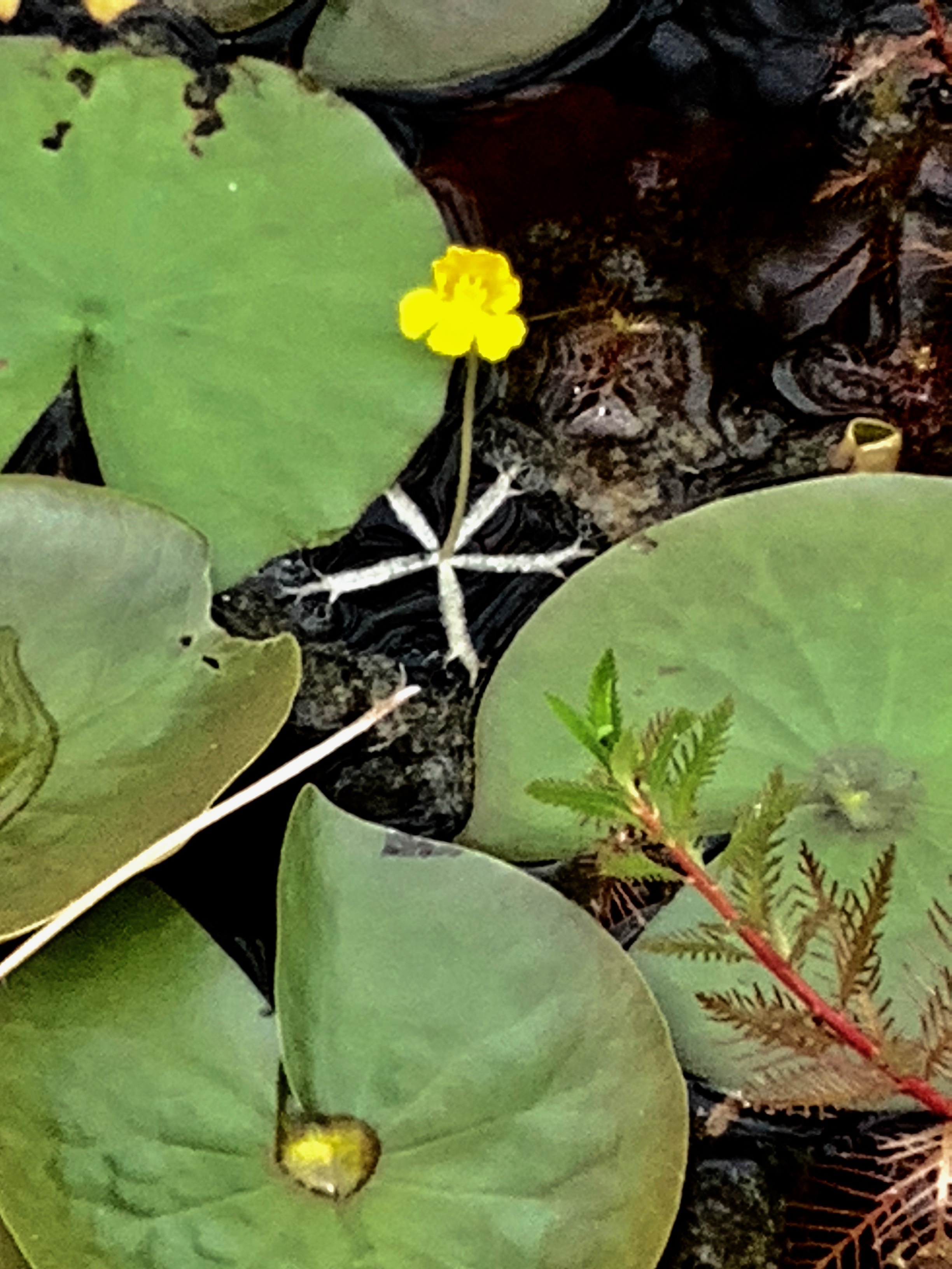 The Scientific Name is Utricularia radiata. You will likely hear them called Little Floating Bladderwort, Small Swollen Bladderwort. floating bladderwort. This picture shows the  of Utricularia radiata