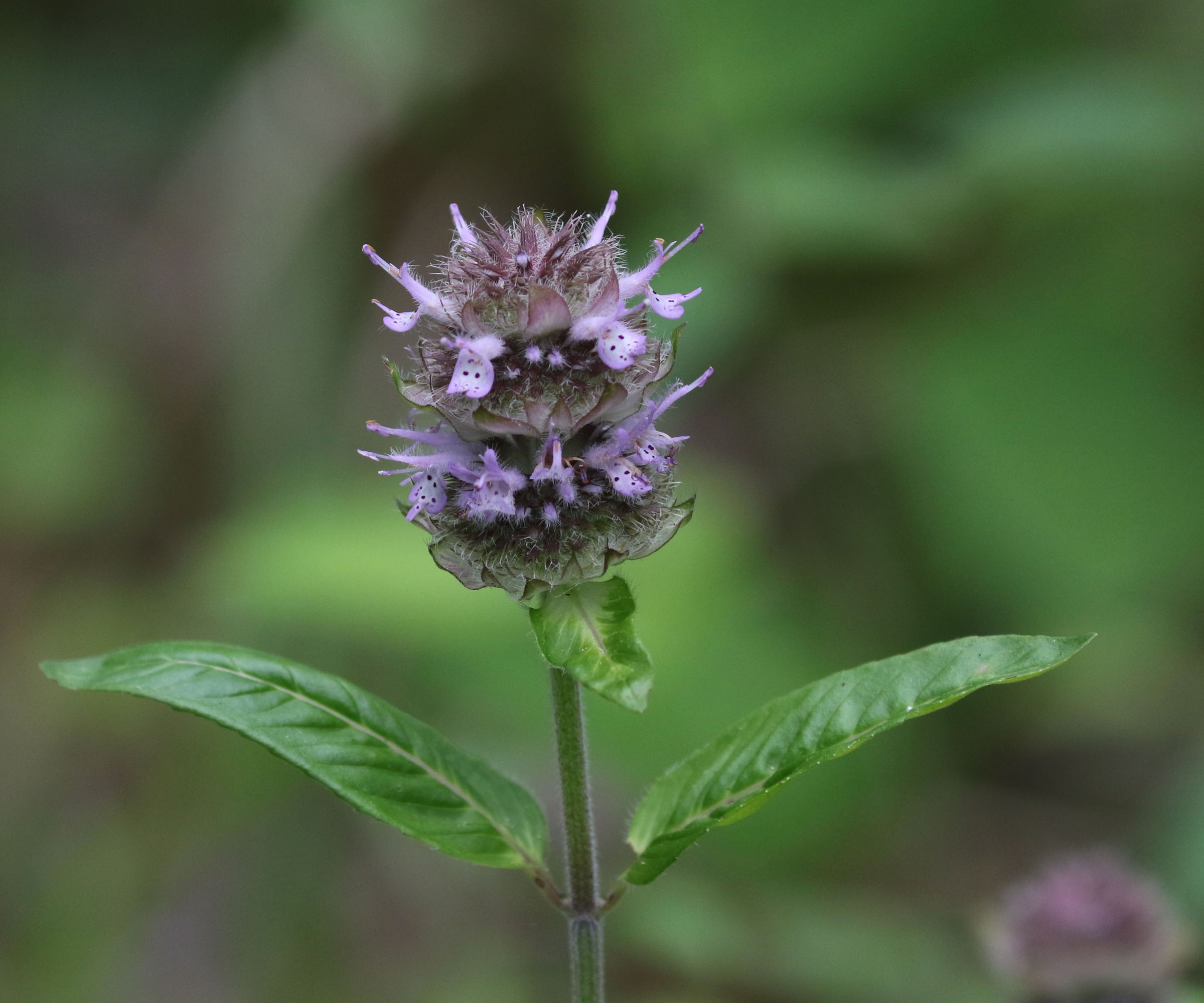 The Scientific Name is Blephilia ciliata. You will likely hear them called Downy Woodmint, Downy Pagoda-plant, Ohio Horsemint. This picture shows the The inflorescence is a tiered array of whorls of small two-lipped lavender flowers stacked like a pagoda. of Blephilia ciliata