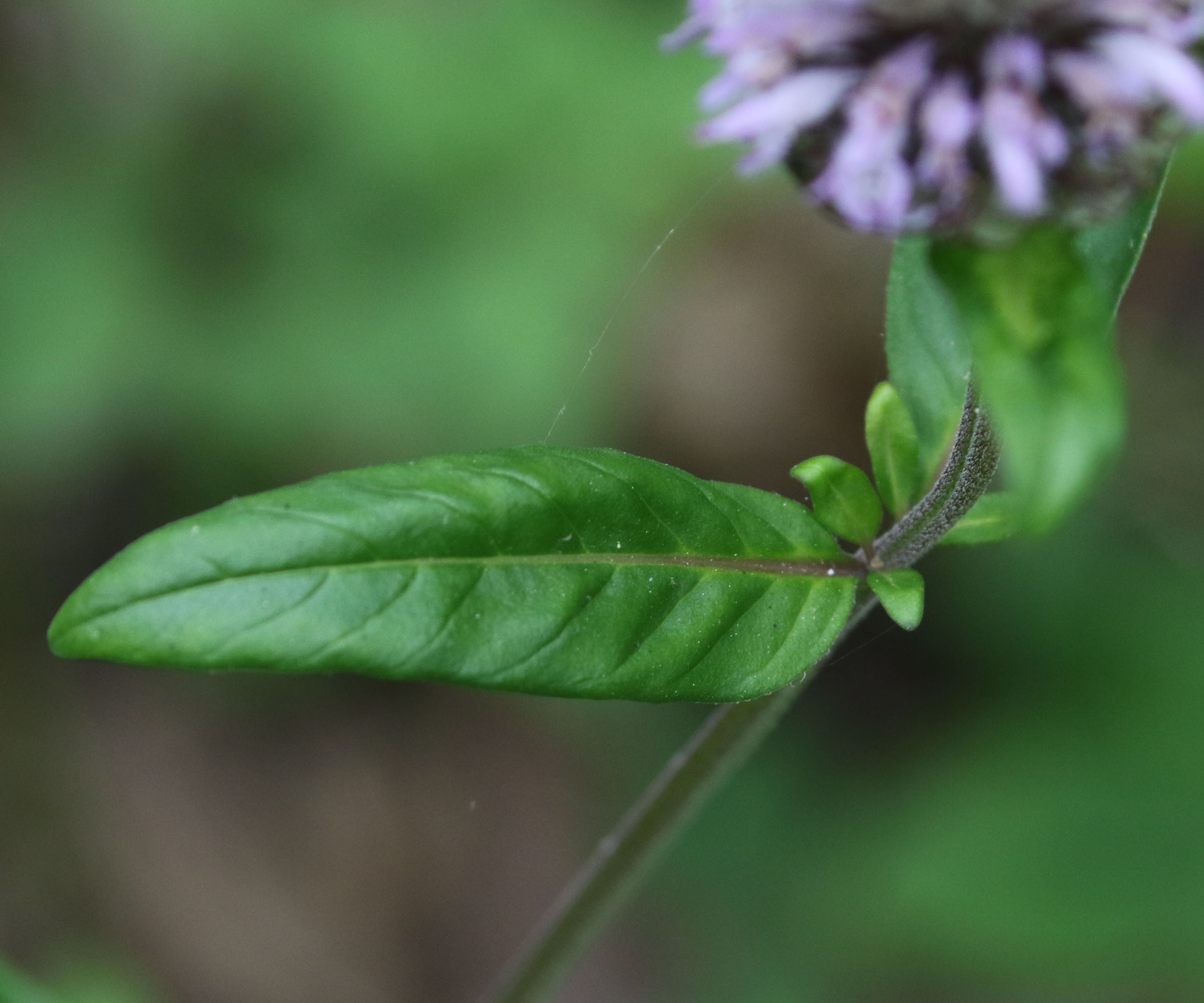 The Scientific Name is Blephilia ciliata. You will likely hear them called Downy Woodmint, Downy Pagoda-plant, Ohio Horsemint. This picture shows the Paired leaves are lanceolate to elliptic, sparsely hairy, and fragrant; short petioles connect to a  downy square stem. of Blephilia ciliata