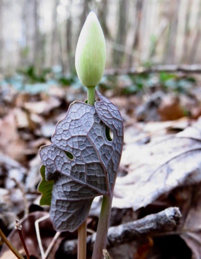 The Scientific Name is Sanguinaria canadensis. You will likely hear them called Bloodroot, Red Puccoon. This picture shows the Unfurling its first leaves of Sanguinaria canadensis