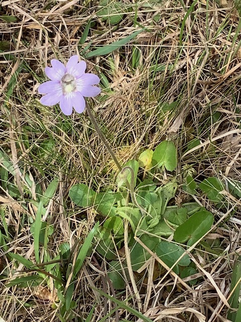 The Scientific Name is Pinguicula caerulea. You will likely hear them called Blue Butterwort, Blueflower Butterwort. This picture shows the Blossom and plant, notice basal leaves that curl around insects of Pinguicula caerulea