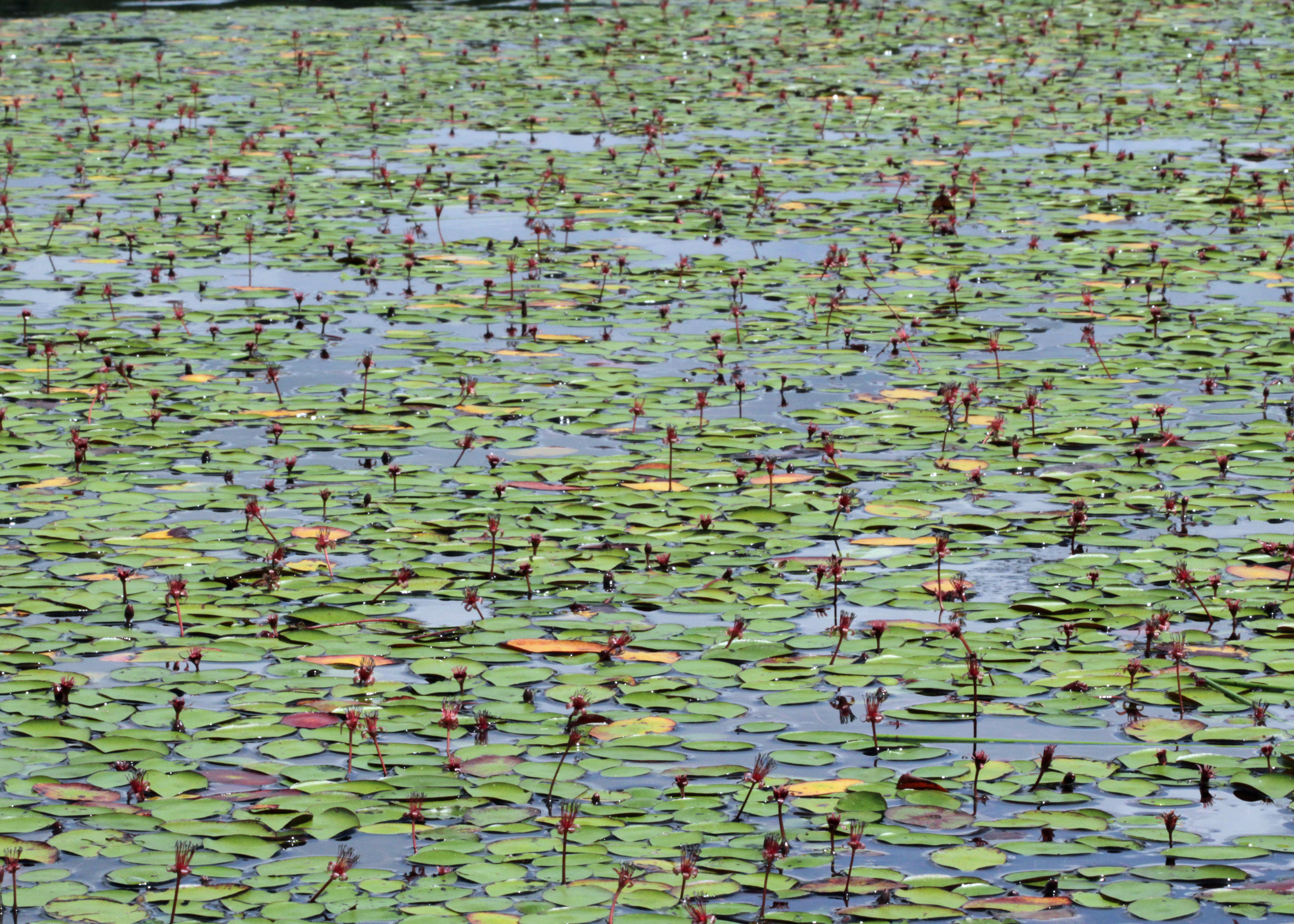 The Scientific Name is Brasenia schreberi. You will likely hear them called Water-shield, Purple Wen-dock. This picture shows the A mass of blossoming Brasenia scherberi covering a sandhills pool in early June, Carolina Sanhills NWR. of Brasenia schreberi