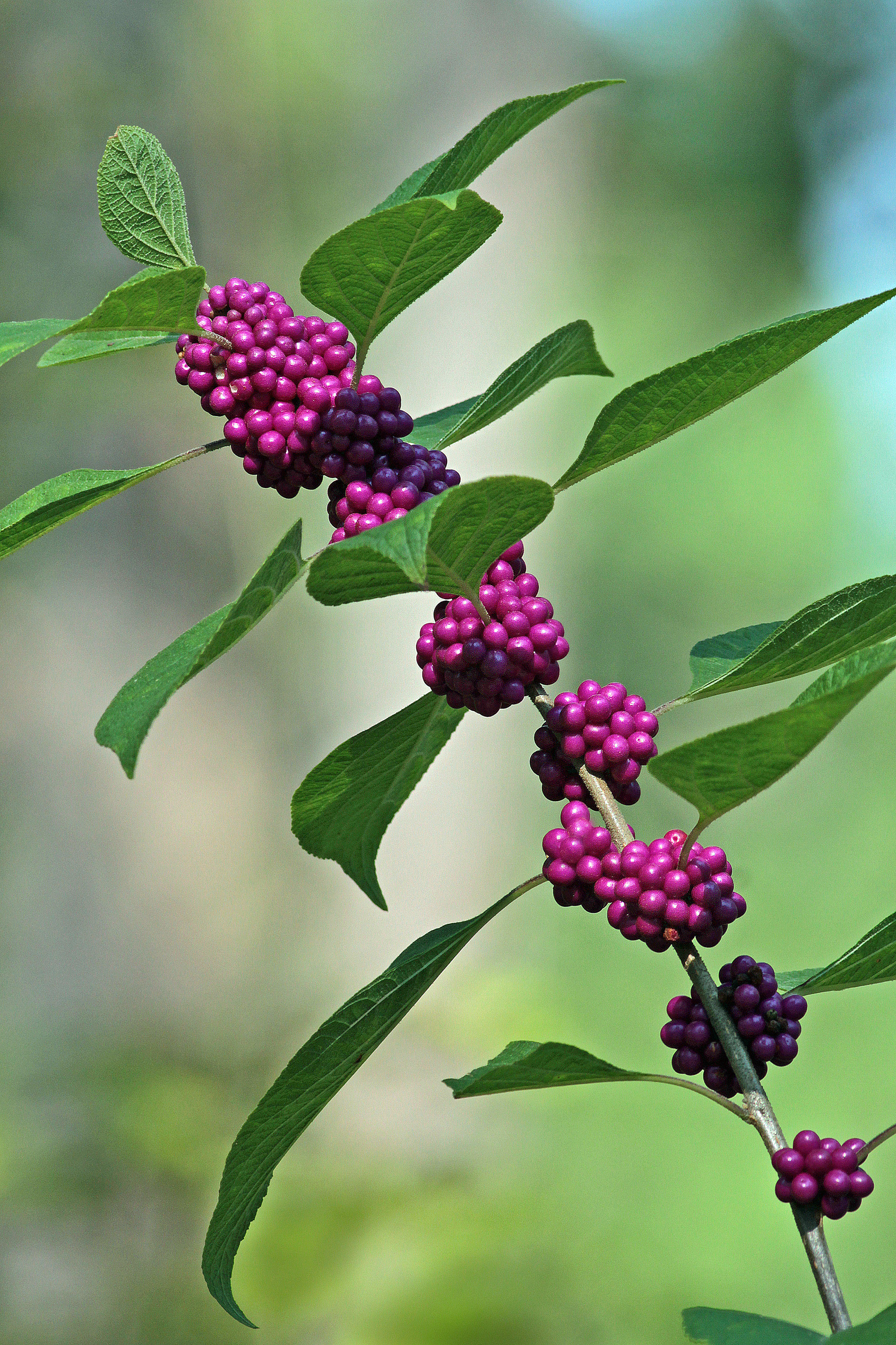 The Scientific Name is Callicarpa americana. You will likely hear them called Beautyberry, American Beautyberry, French-mulberry. This picture shows the Masses of bright purple fruits develop in leaf axils in autumn.  Ripening fruits attract many species of birds. of Callicarpa americana