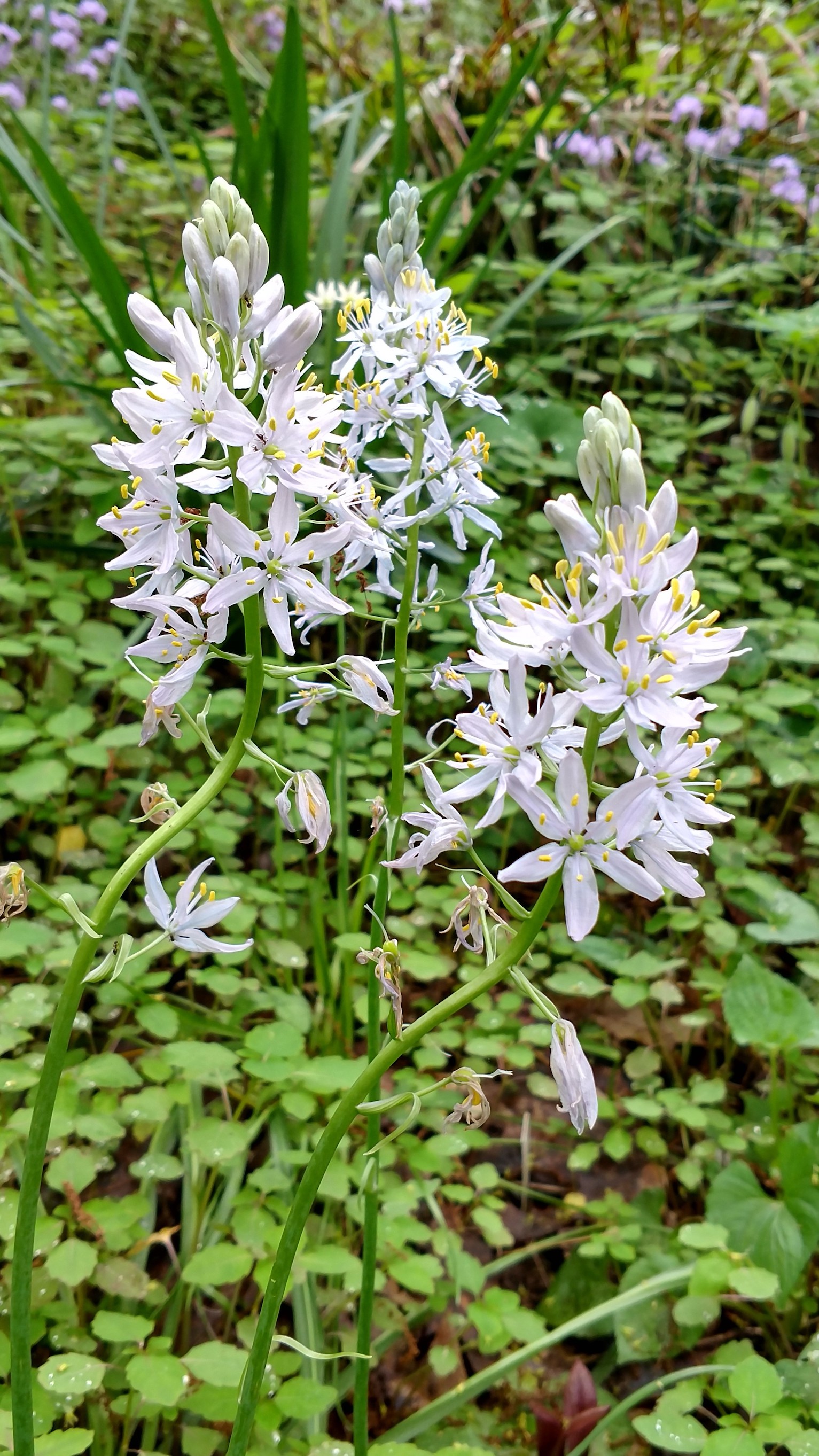 The Scientific Name is Camassia scilloides. You will likely hear them called Wild Hyacinth, Quamash Lily, Eastern Camas Lily. This picture shows the Close-up of racemes of light blue flowers of Camassia scilloides