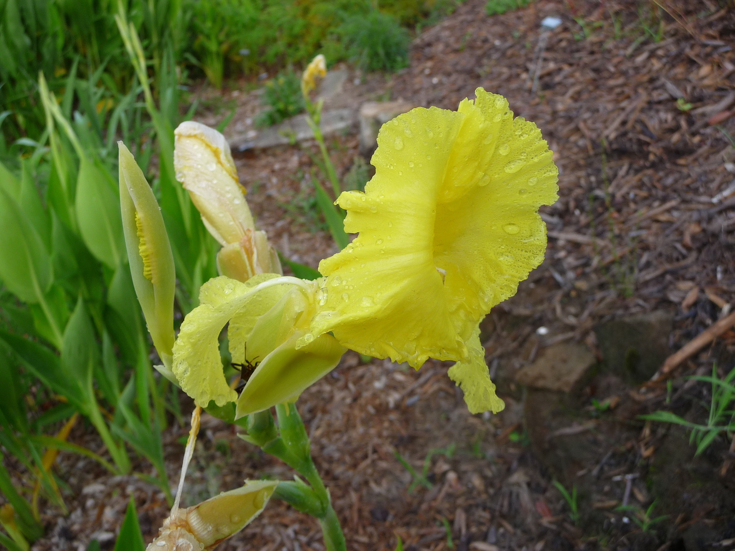 The Scientific Name is Canna flaccida. You will likely hear them called Golden Canna, Yellow Canna, Bandana-of-the-Everglades. This picture shows the Cultivated from a local source so flowers are larger than typically found in the wild. of Canna flaccida