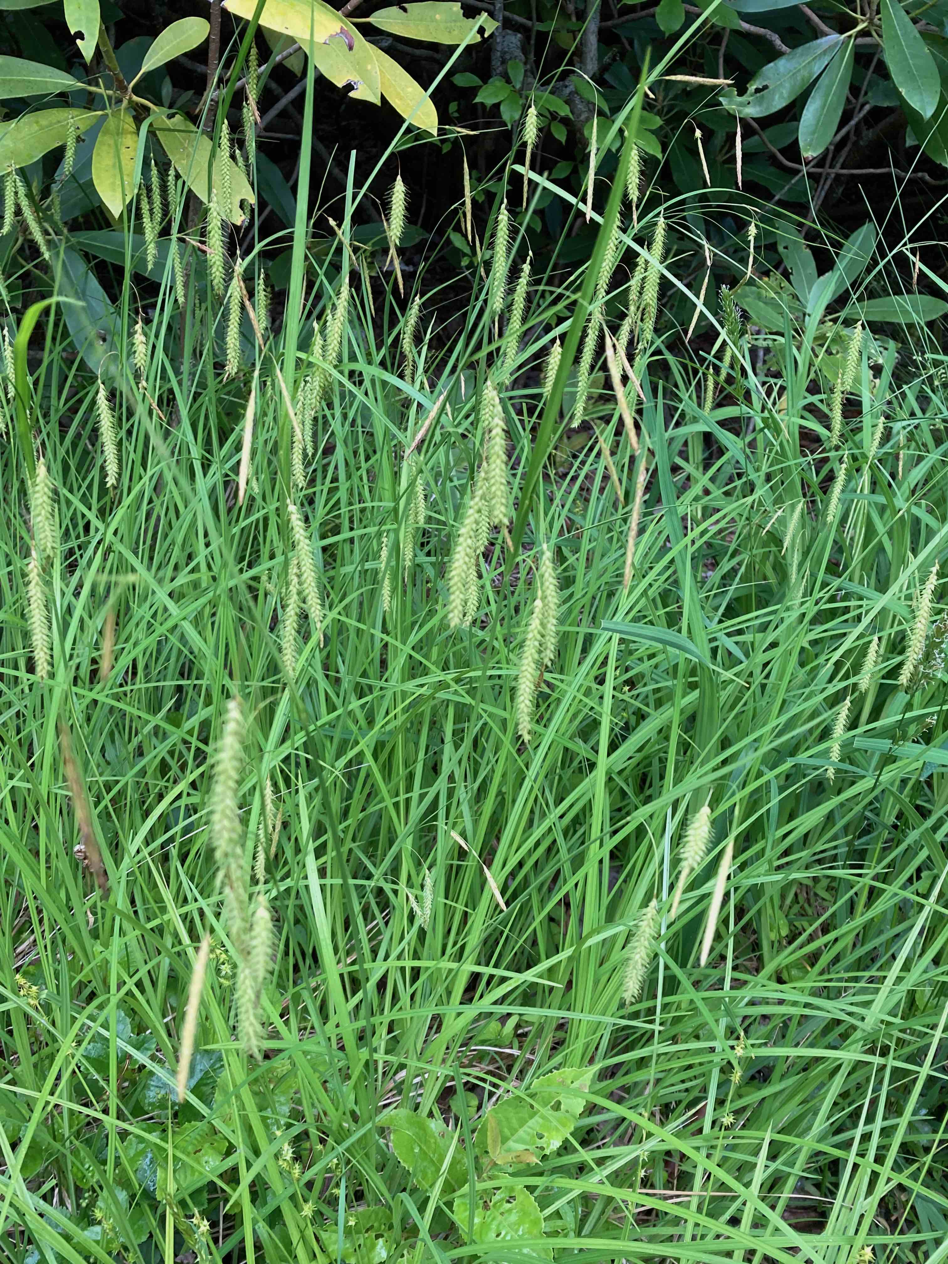 The Scientific Name is Carex crinita. You will likely hear them called Fringed Sedge. This picture shows the A vigorous evergreen sedge that grows in dense clumps with drooping fringe-like spikelets.   of Carex crinita