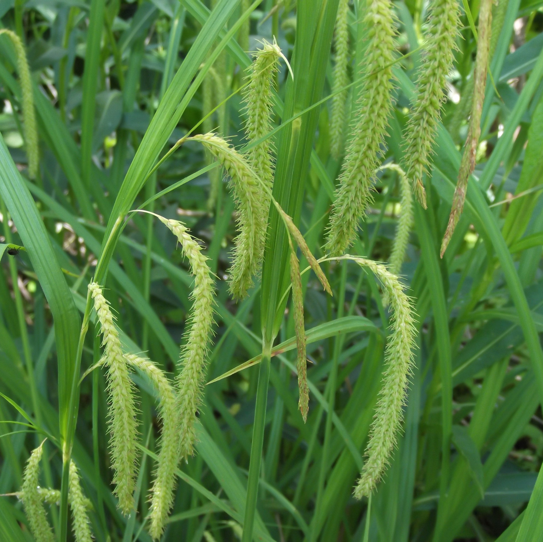 The Scientific Name is Carex crinita. You will likely hear them called Fringed Sedge. This picture shows the Male and female spikelets. of Carex crinita