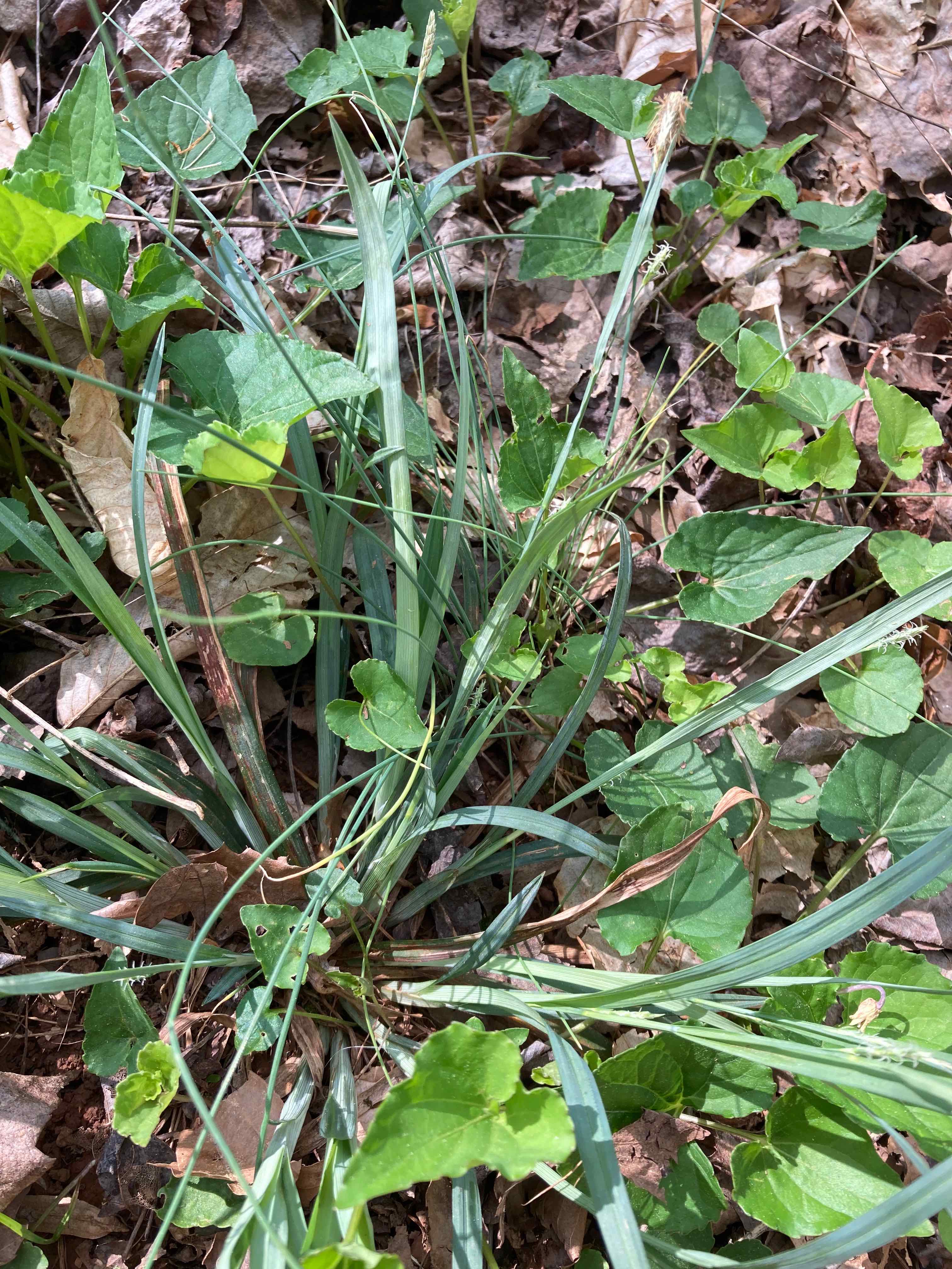 The Scientific Name is Carex flaccosperma. You will likely hear them called Meadow Sedge, Blue Wood Sedge. This picture shows the Glaucous leaves and stems give this sedge a blue color. of Carex flaccosperma
