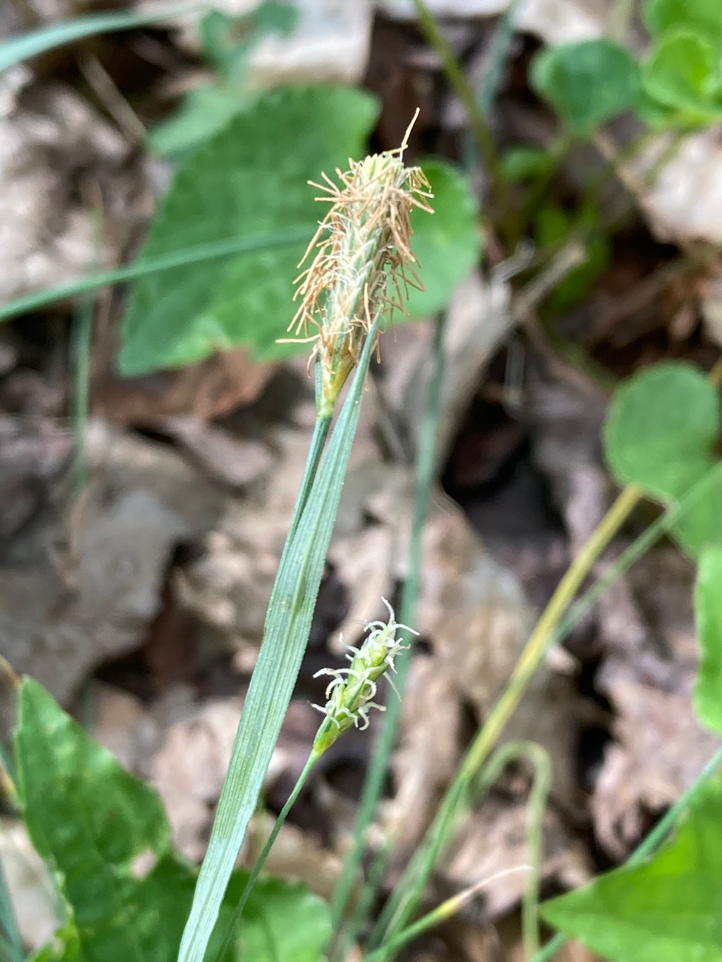 The Scientific Name is Carex flaccosperma. You will likely hear them called Meadow Sedge, Blue Wood Sedge. This picture shows the Male (top) and female (below) spikelets in early spring. of Carex flaccosperma