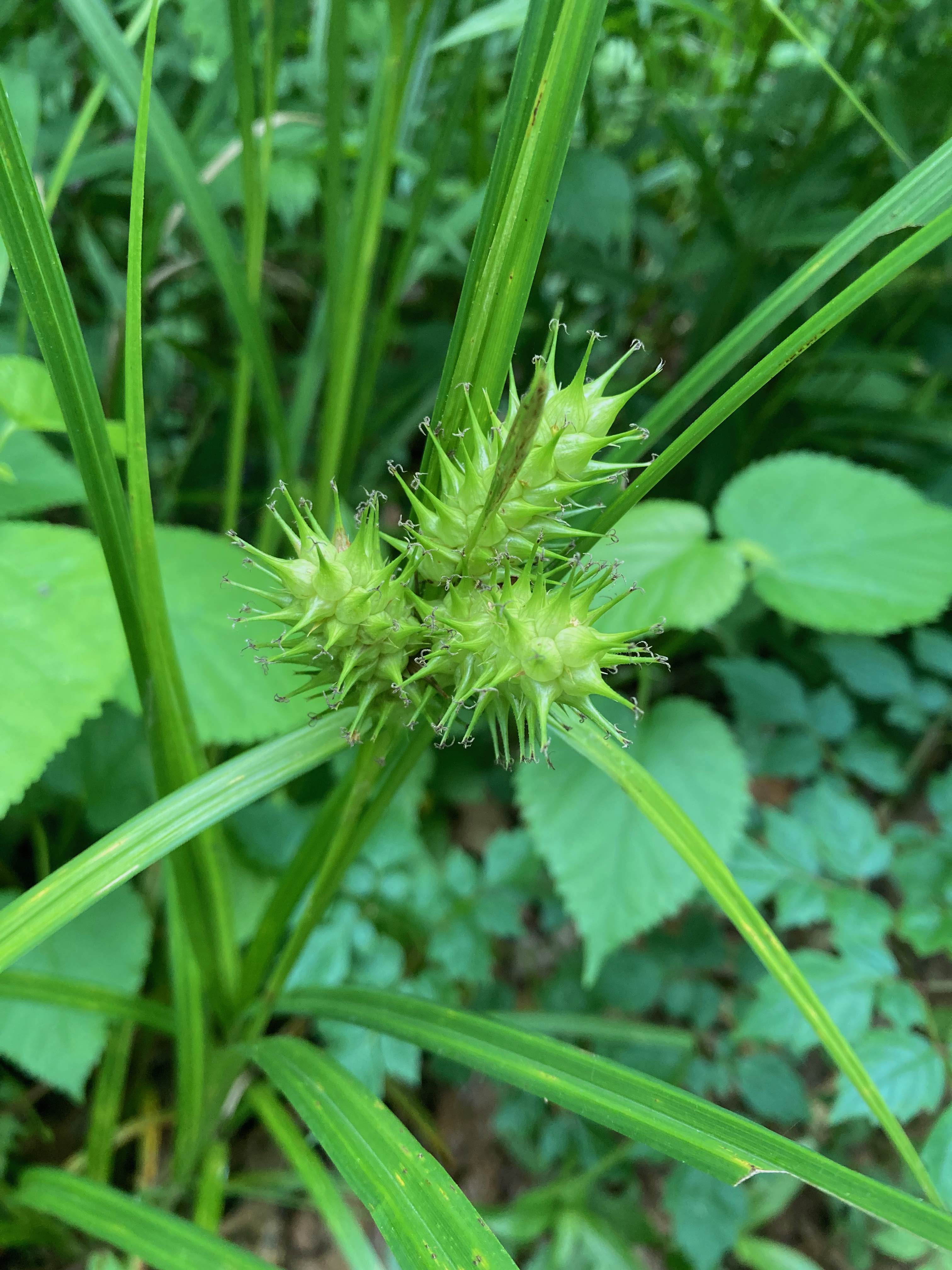 The Scientific Name is Carex lupulina. You will likely hear them called Hop Sedge. This picture shows the The female spikes have a broadly cylindric shape and are usually crowded. of Carex lupulina