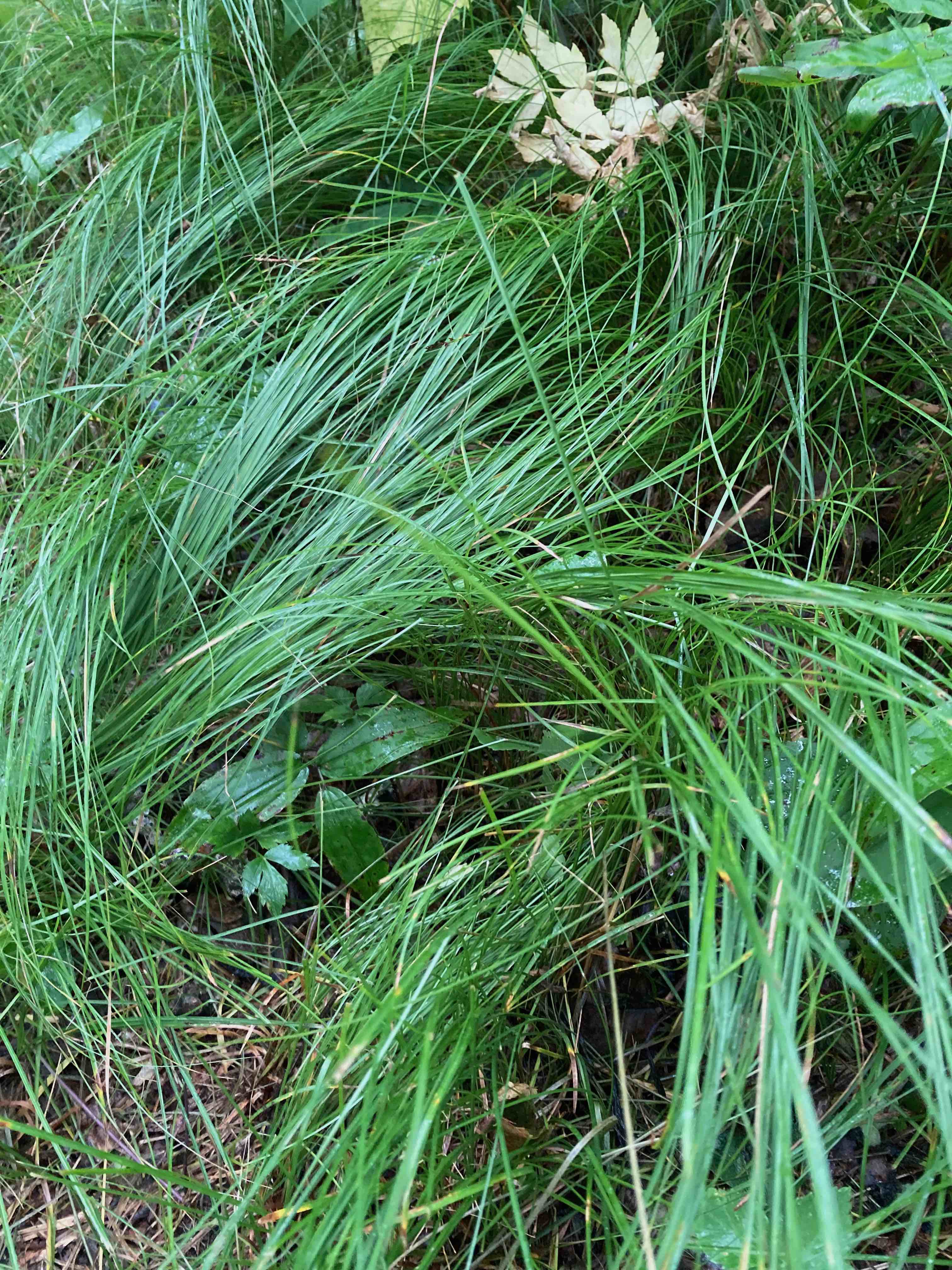 The Scientific Name is Carex pensylvanica. You will likely hear them called Pennsylvania Sedge. This picture shows the It grows in loose colonies in shady areas and has a creeping habit. of Carex pensylvanica