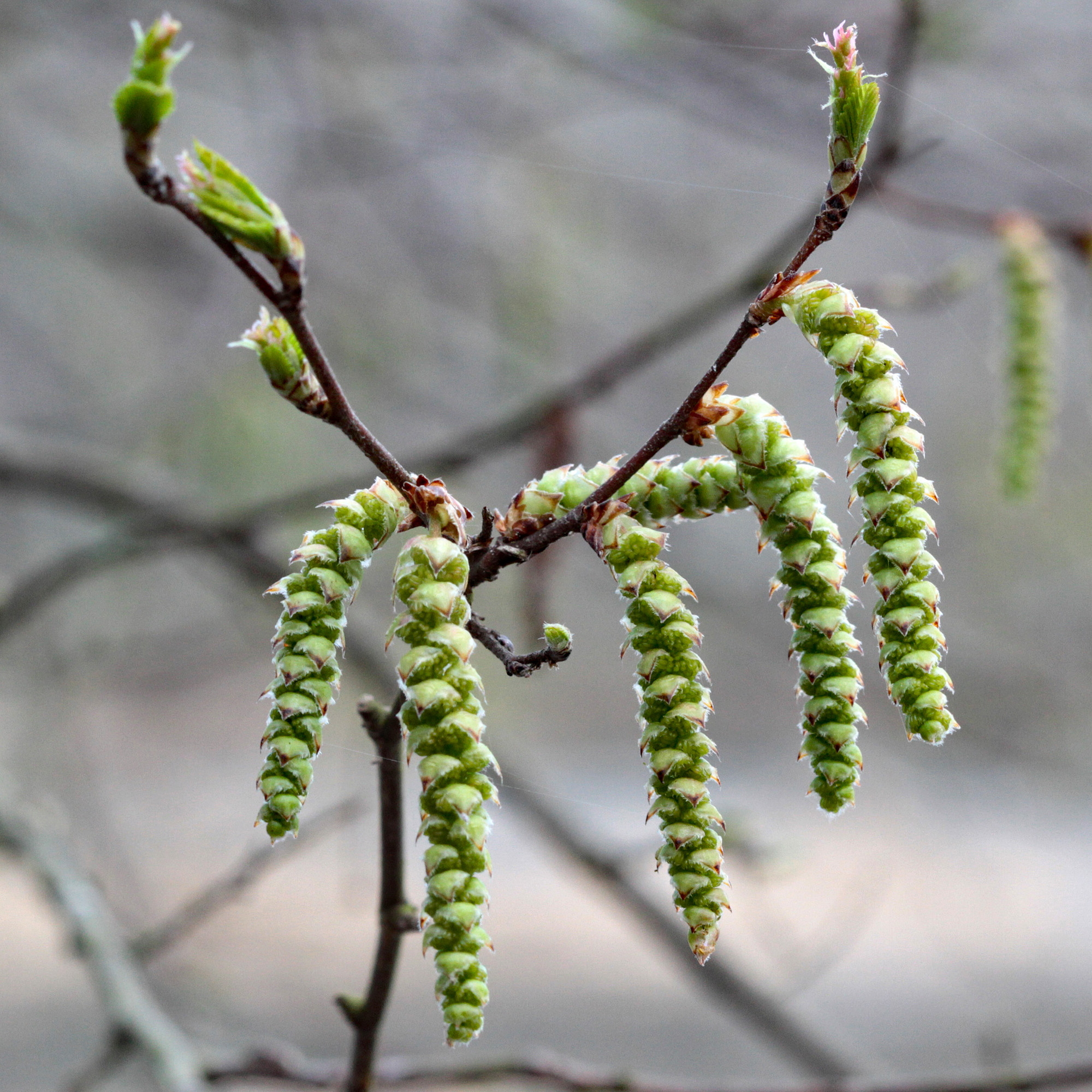 The Scientific Name is Carpinus caroliniana. You will likely hear them called American Hornbeam, Ironwood, Musclewood, Blue Beech. This picture shows the Male catkins emerge in mid-March before the tree leafs out. of Carpinus caroliniana