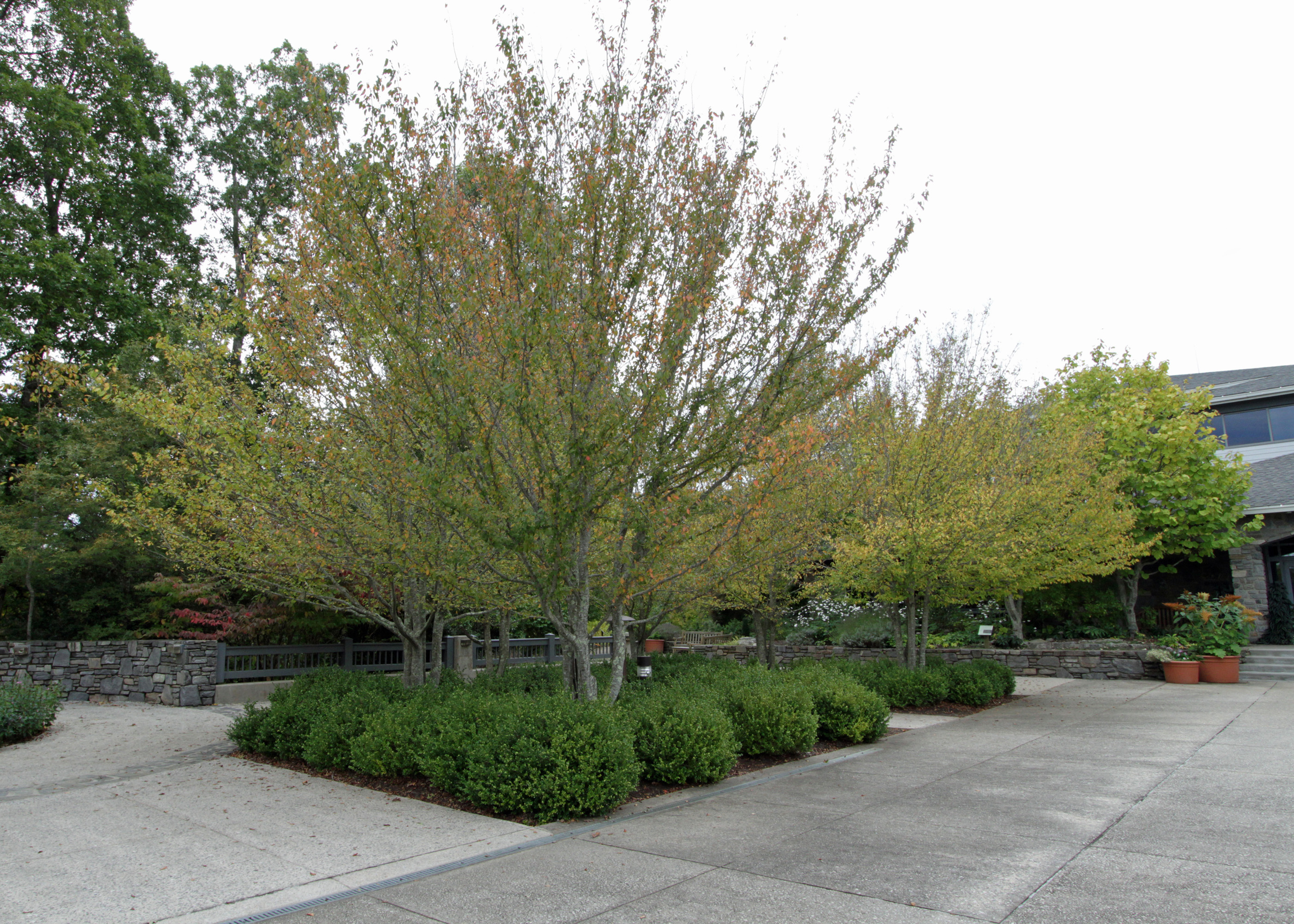The Scientific Name is Carpinus caroliniana. You will likely hear them called American Hornbeam, Ironwood, Musclewood, Blue Beech. This picture shows the A well-maintained grouping of Carpinus caroliniana at the North Carolina Arboretum. of Carpinus caroliniana