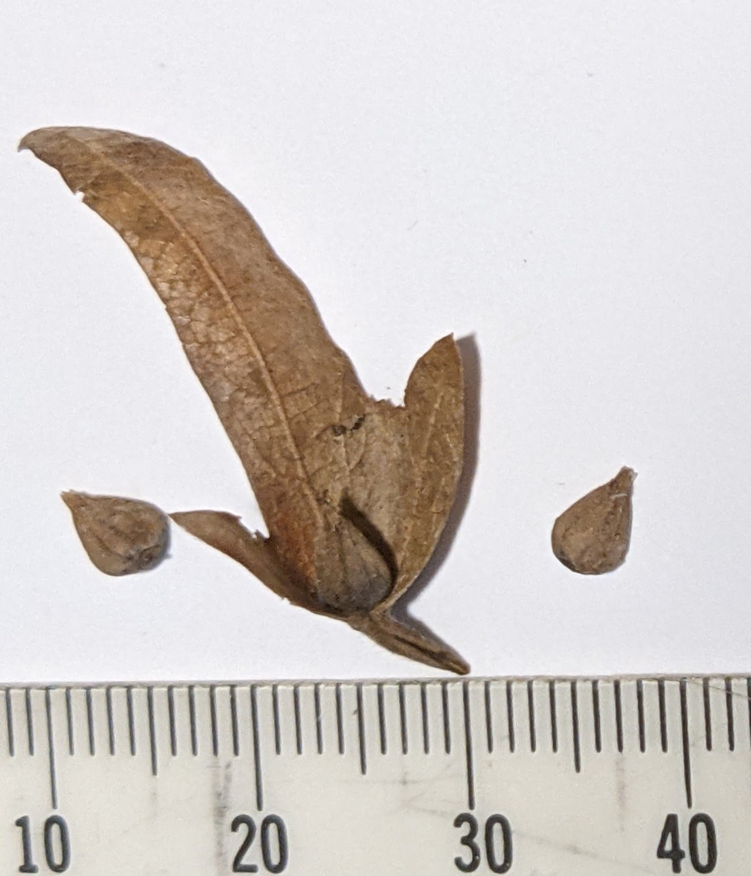 The Scientific Name is Carpinus caroliniana. You will likely hear them called American Hornbeam, Ironwood, Musclewood, Blue Beech. This picture shows the Leafy bract, enclosing a small nut. of Carpinus caroliniana