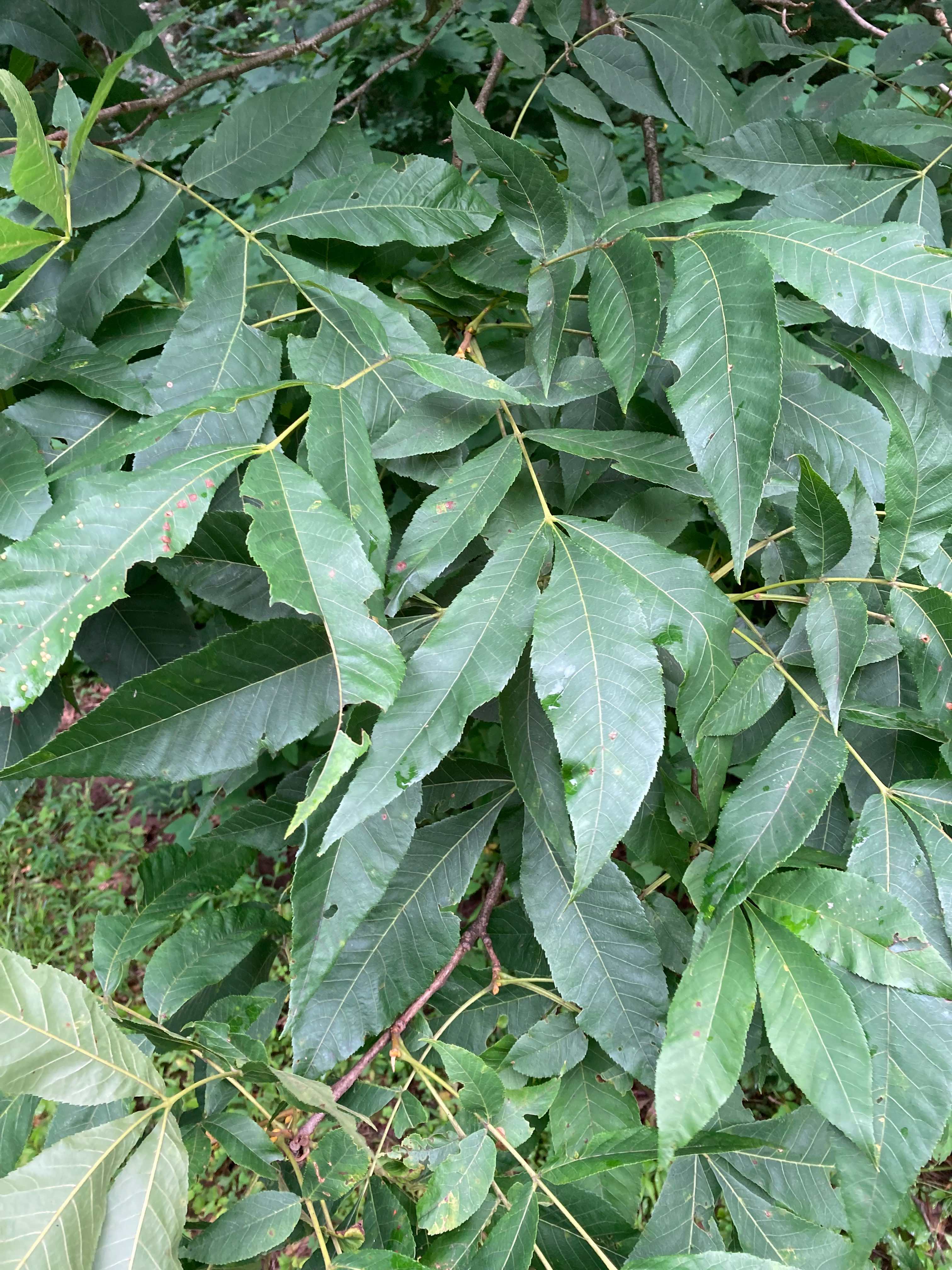The Scientific Name is Carya cordiformis. You will likely hear them called Bitternut Hickory, Swamp Hickory. This picture shows the The alternate, compound leaves have 7-11 leaflets and are lanceolate shaped. of Carya cordiformis