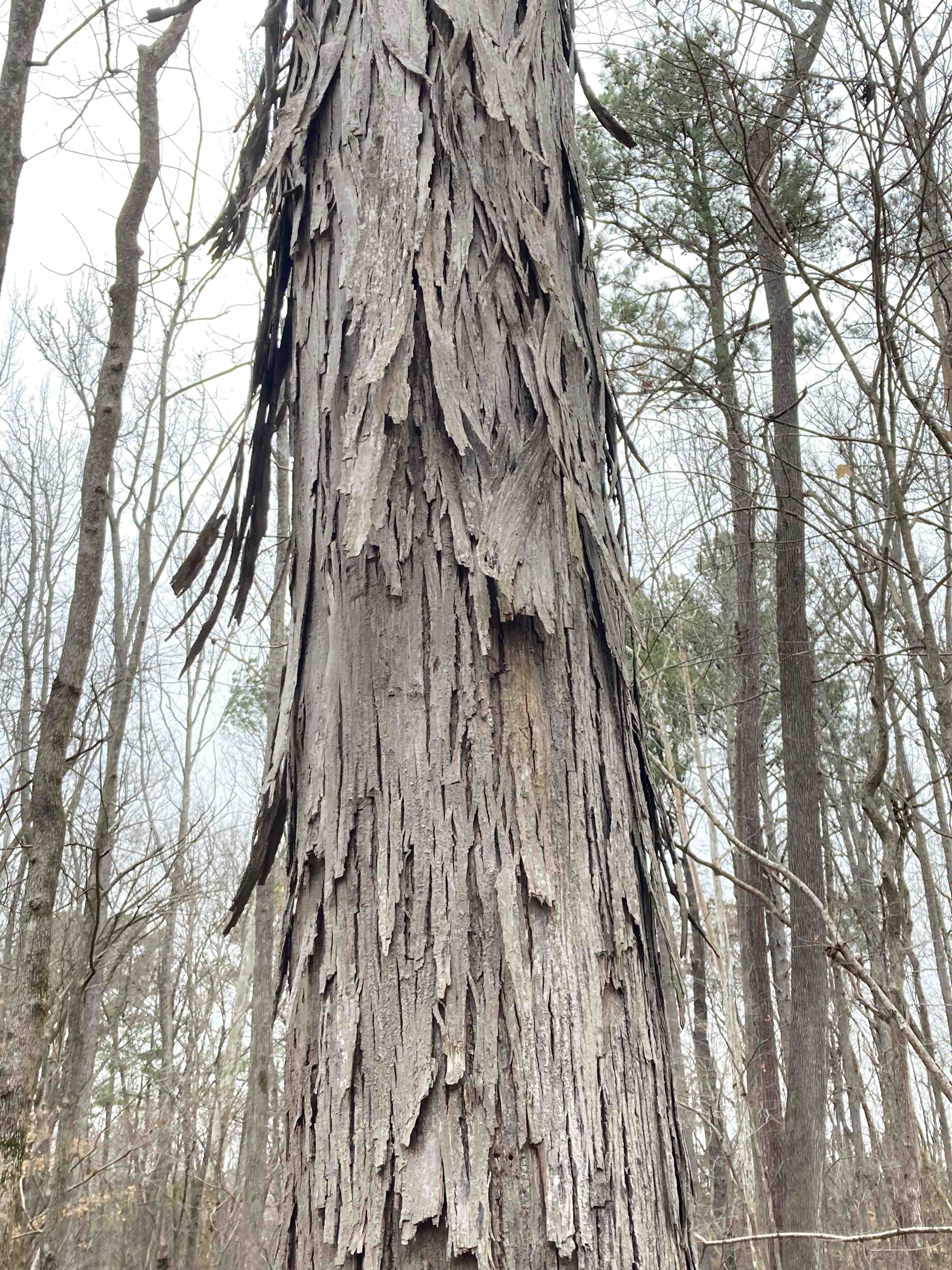 The Scientific Name is Carya ovata. You will likely hear them called Common Shagbark Hickory. This picture shows the Loose, shaggy, gray bark. of Carya ovata