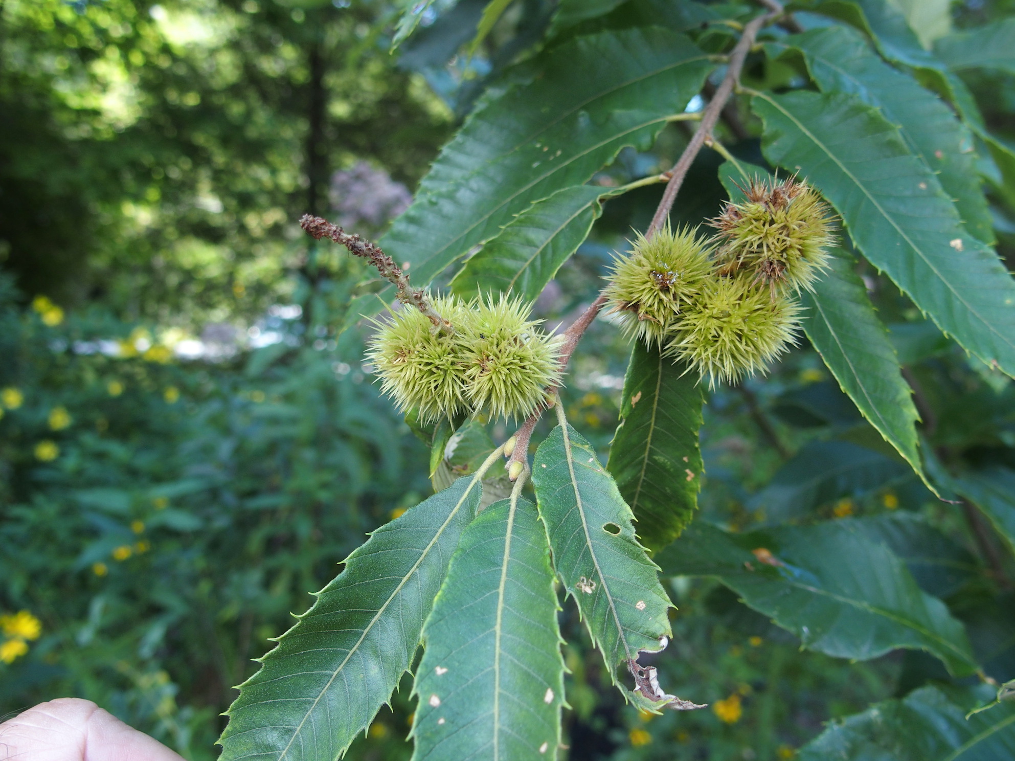 The Scientific Name is Castanea pumila. You will likely hear them called Common Chinquapin, Allegheny Chinquapin, Chinkapin, Dwarf Chinquapin. This picture shows the Leaves shorter, teeth shallower, and leaves hairy on the undersides as compared to American Chestnut. of Castanea pumila