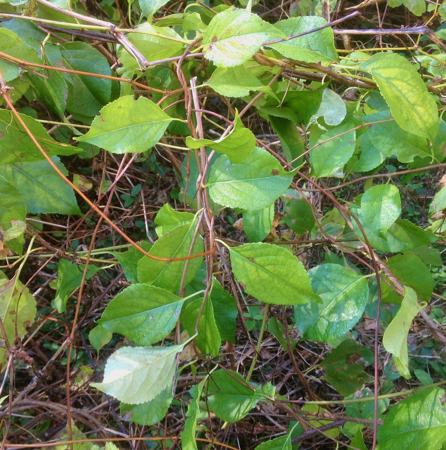 The Scientific Name is Celastrus orbiculatus. You will likely hear them called Oriental Bittersweet. This picture shows the Twining vine with alternate, shallowly toothed leaves that often come to an abrupt tip. Stems and roots often orange. of Celastrus orbiculatus