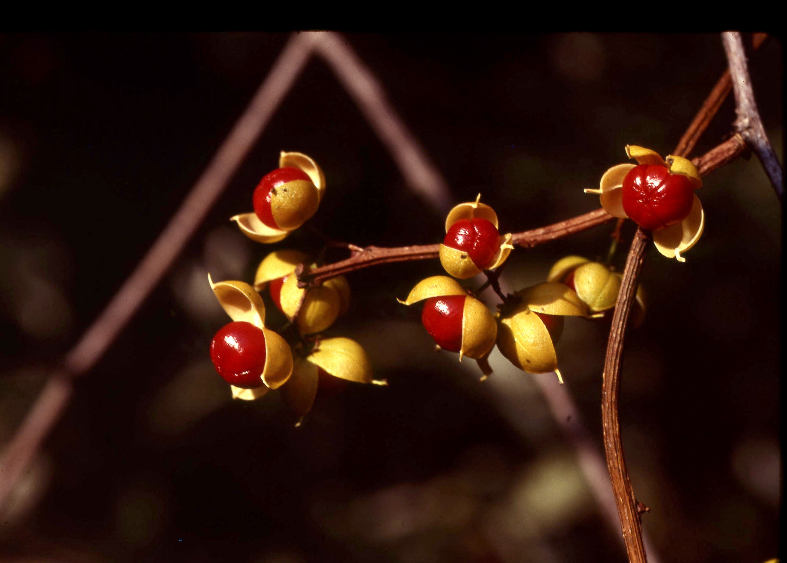 The Scientific Name is Celastrus orbiculatus. You will likely hear them called Oriental Bittersweet. This picture shows the The fruits are yellow-orange capsules which split open to reveal the bright scarlet-red arils. of Celastrus orbiculatus