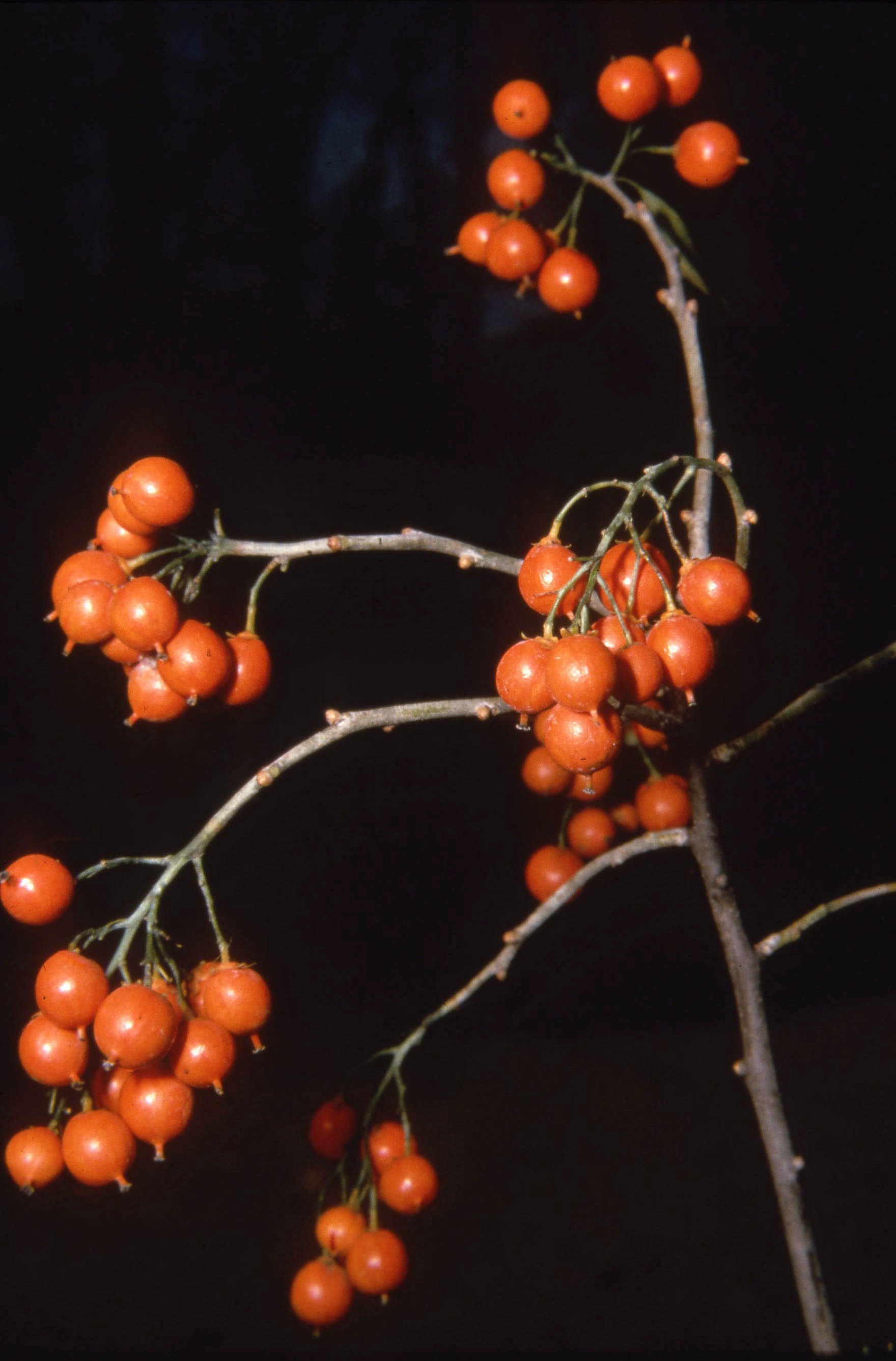 The Scientific Name is Celastrus scandens. You will likely hear them called American Bittersweet. This picture shows the Ripe fruit of Celastrus scandens