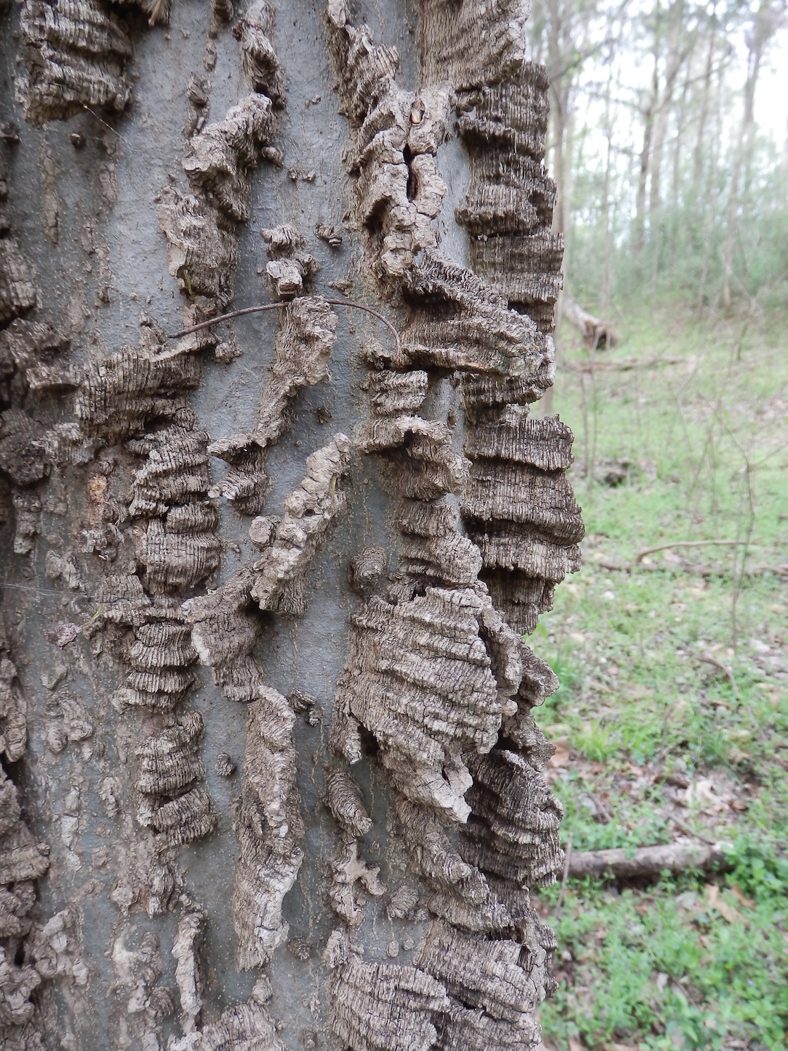 The Scientific Name is Celtis laevigata. You will likely hear them called Southern Hackberry, Sugarberry. This picture shows the Close-up of bark ridges. of Celtis laevigata