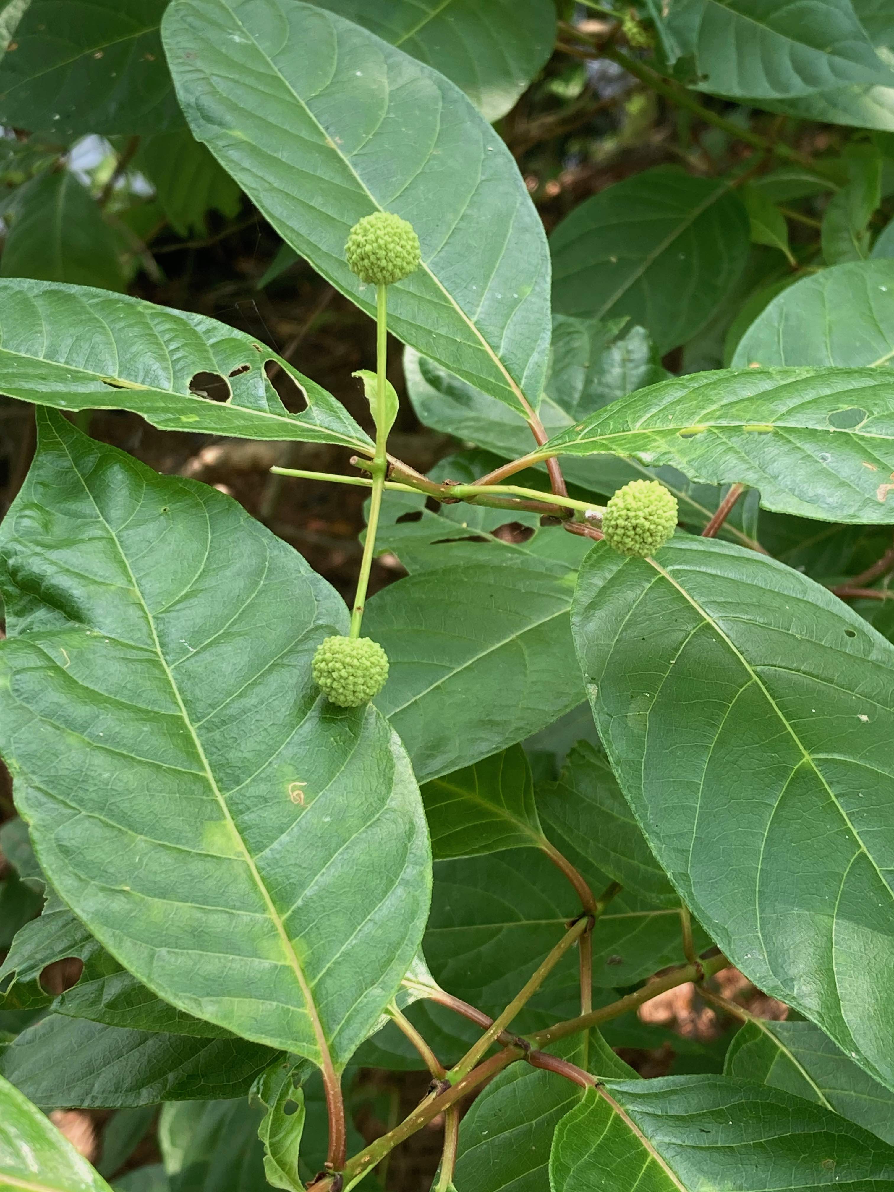 The Scientific Name is Cephalanthus occidentalis. You will likely hear them called Buttonbush. This picture shows the  Large, glossy deciduous leaves have entire margins and are opposite. of Cephalanthus occidentalis