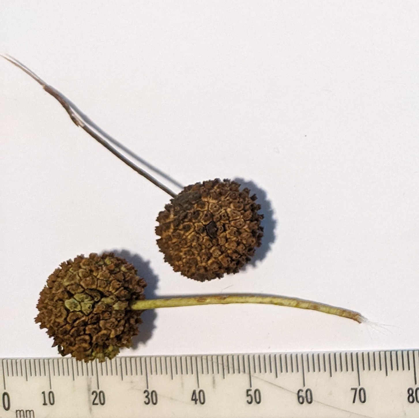 The Scientific Name is Cephalanthus occidentalis. You will likely hear them called Buttonbush. This picture shows the Flower heads mature into hard spherical ball-like fruits consisting of multiple tiny two-seeded nutlets. of Cephalanthus occidentalis