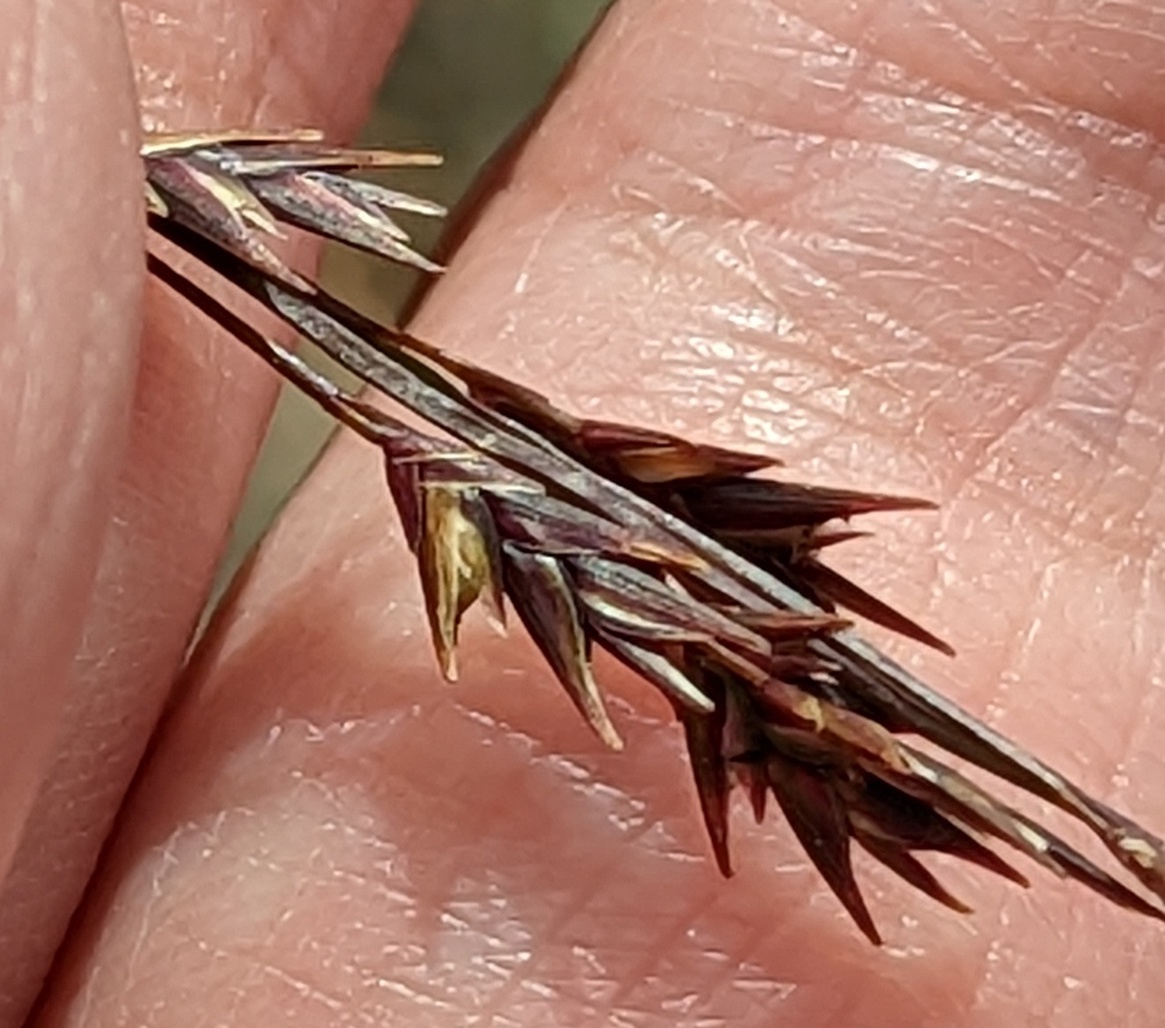 The Scientific Name is Chasmanthium laxum [= Uniola laxa]. You will likely hear them called Slender Spikegrass, Slender Wood-oats. This picture shows the  The crowded spikelets each have 3-5 florets/spikelet. of Chasmanthium laxum [= Uniola laxa]