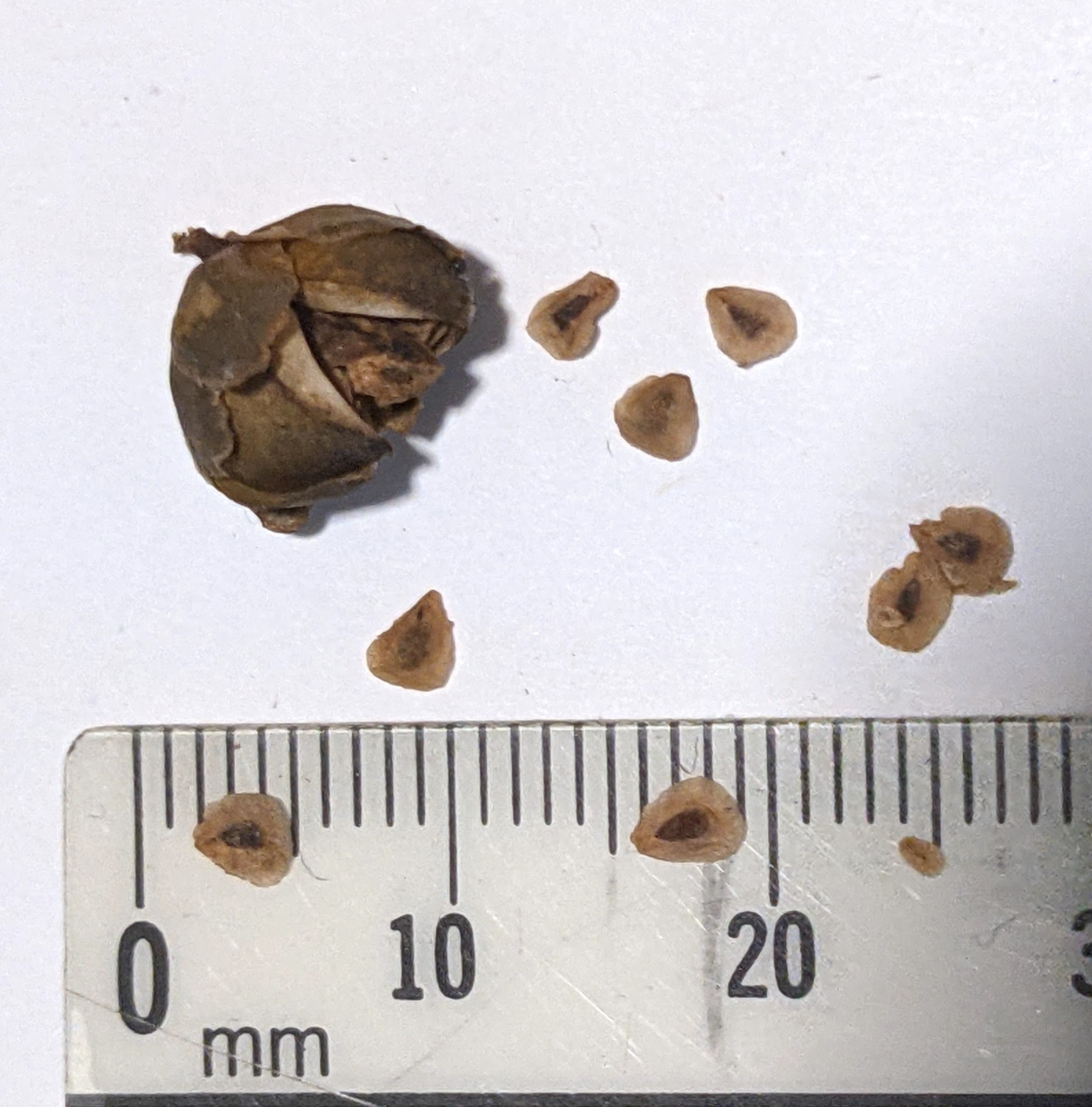 The Scientific Name is Chelone glabra. You will likely hear them called White Turtlehead. This picture shows the Oval seed capsule containing several seeds that are flattened and broadly winged. of Chelone glabra