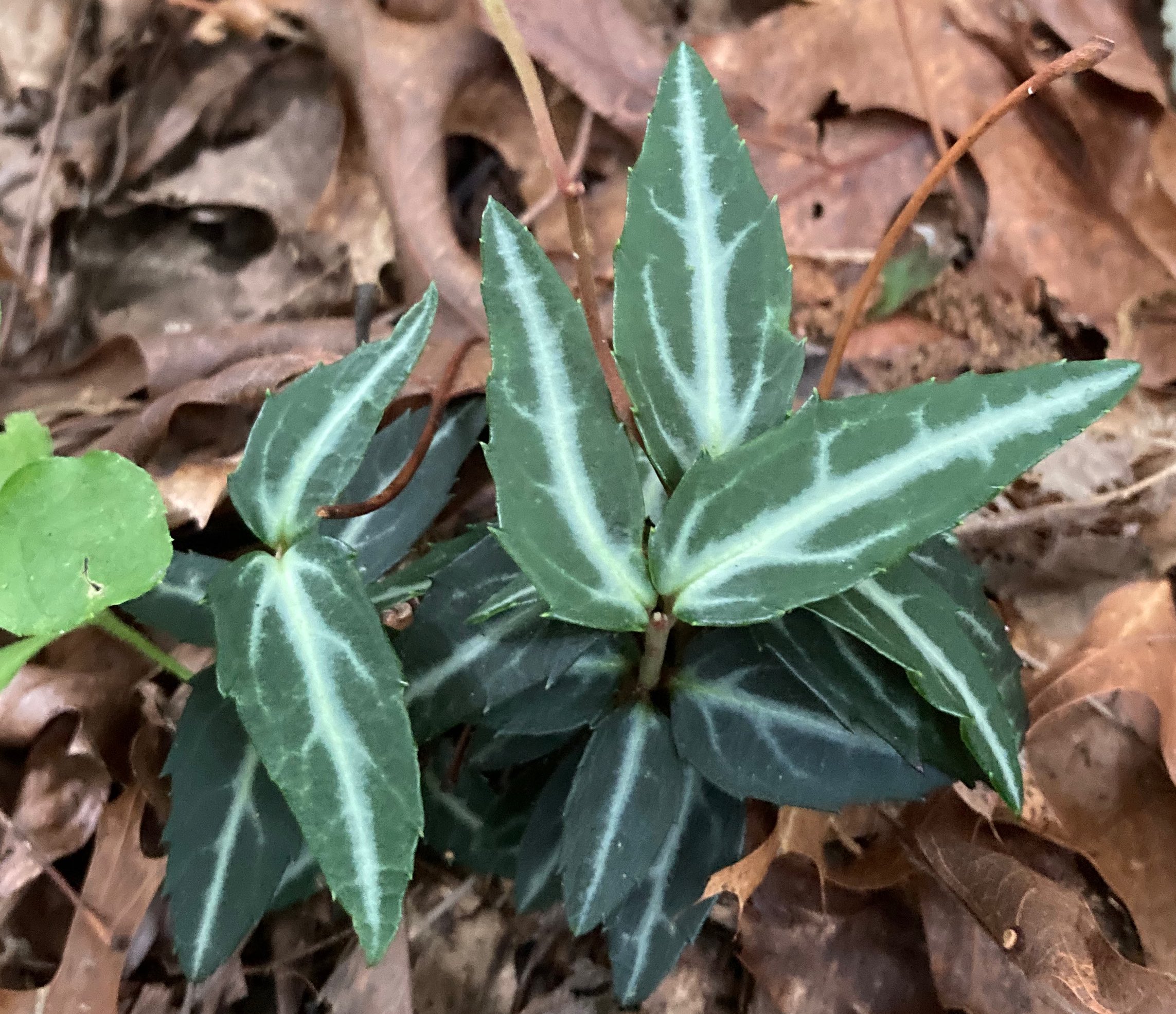 The Scientific Name is Chimaphila maculata. You will likely hear them called Striped Wintergreen, Pipsissewa. This picture shows the  Thick, leathery, dark green, variegated leaves with a number of  teeth along the margins. of Chimaphila maculata