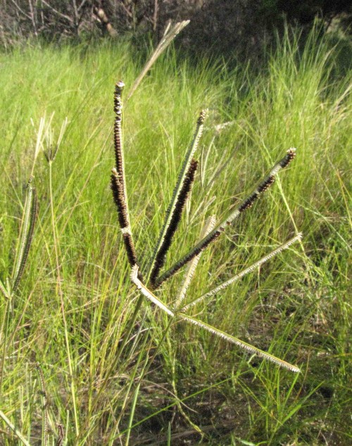 Image Galleries North Carolina Native Plant Society