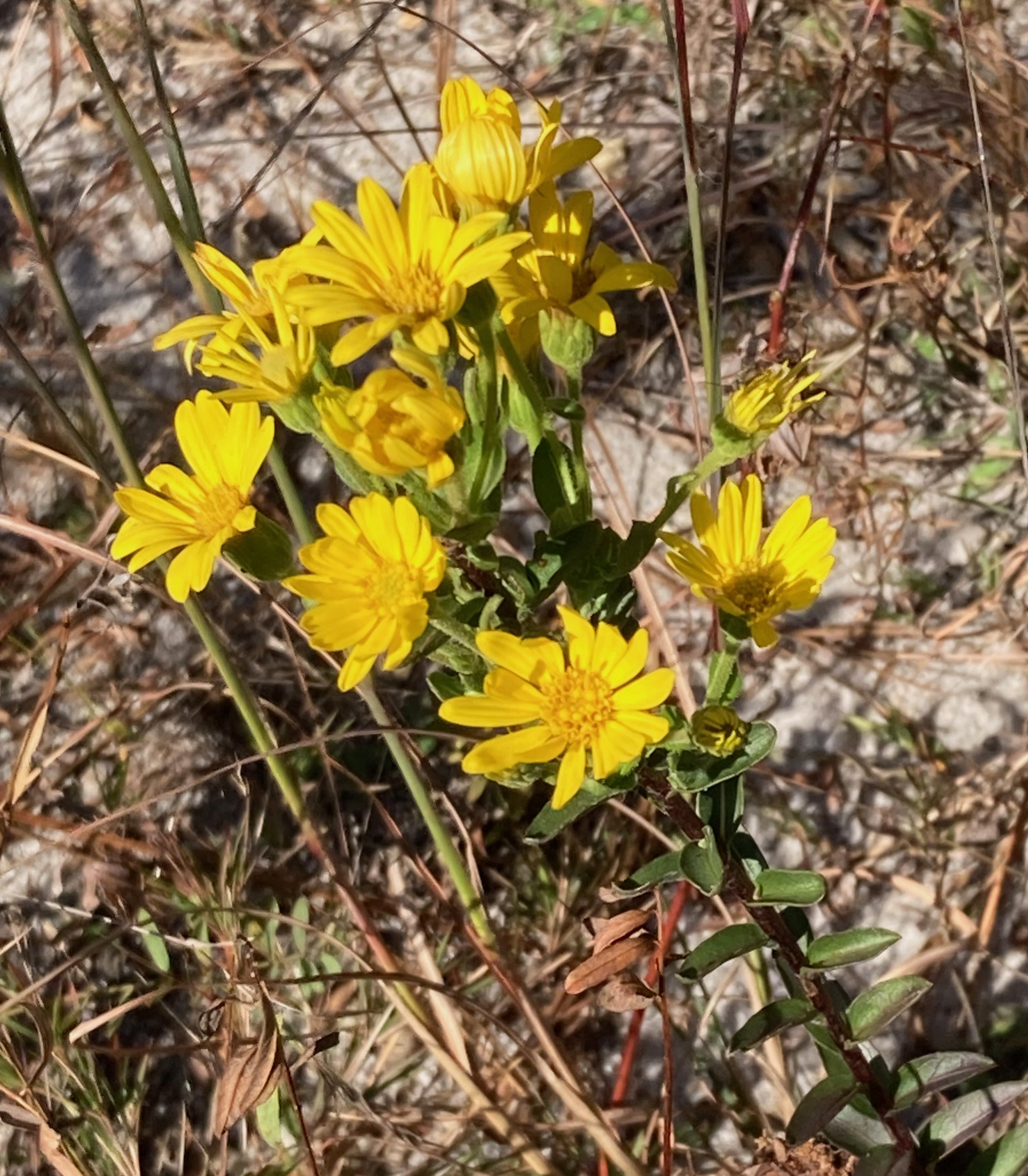 The Scientific Name is Chrysopsis mariana [= Heterotheca mariana]. You will likely hear them called Maryland Goldenaster. This picture shows the Yellow ray and disk florets. Upper leaves becoming small and sessile. of Chrysopsis mariana [= Heterotheca mariana]