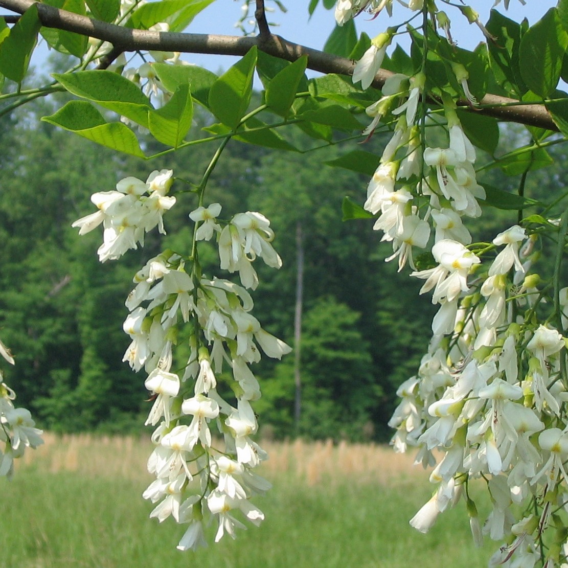 The Scientific Name is Cladrastis kentukea [= Cladrastis lutea]. You will likely hear them called Yellow-wood, Yellowwood, American Yellowwood. This picture shows the Flowers are fragrant and in pendulous clusters of Cladrastis kentukea [= Cladrastis lutea]