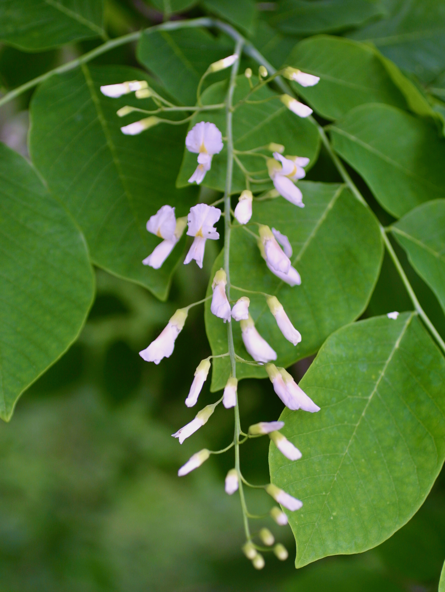 The Scientific Name is Cladrastis kentukea [= Cladrastis lutea]. You will likely hear them called Yellow-wood, Yellowwood, American Yellowwood. This picture shows the Alternate compound leaves and white flowers with yellow throats of Cladrastis kentukea [= Cladrastis lutea]