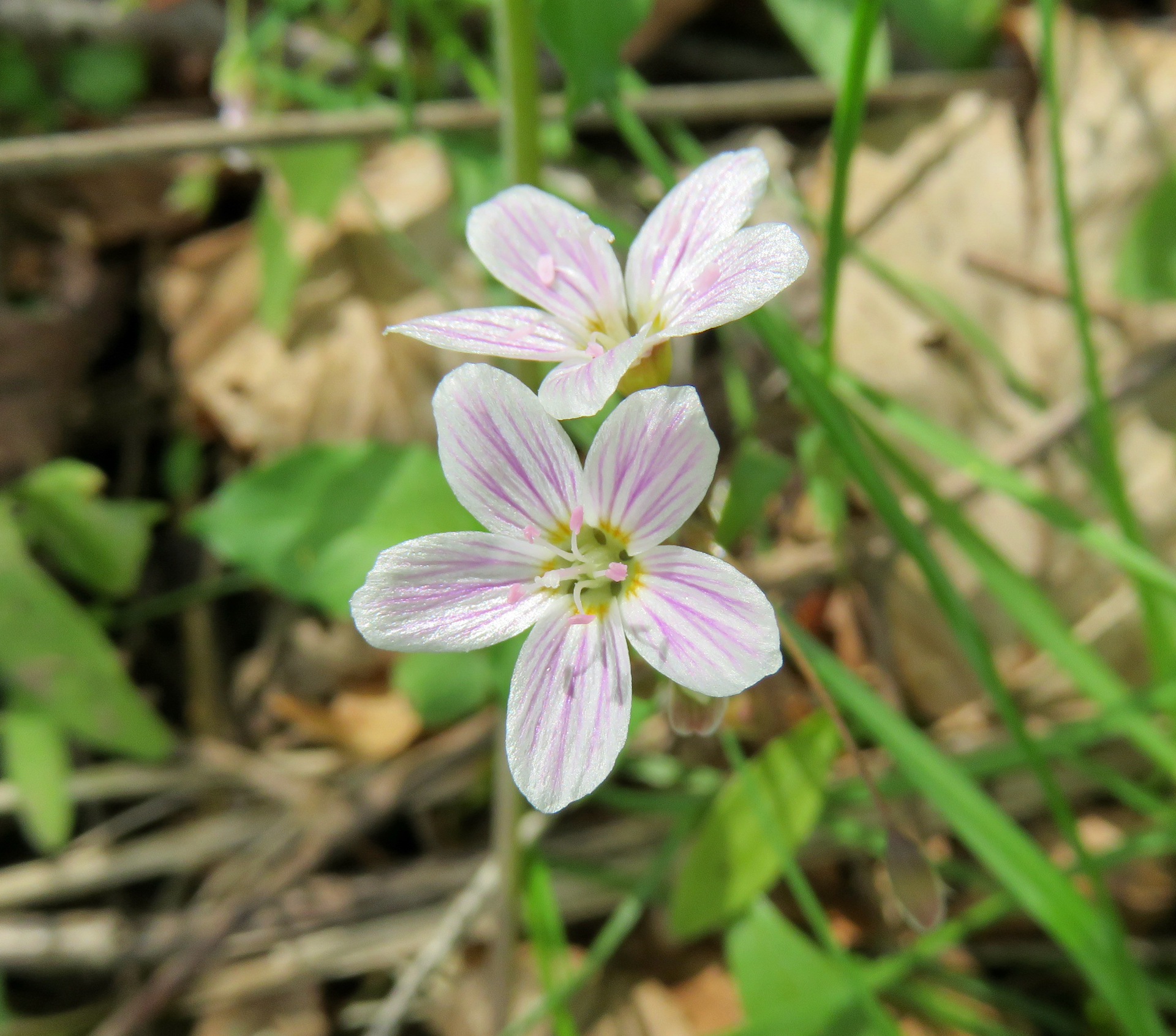 The Scientific Name is Claytonia caroliniana. You will likely hear them called Carolina Spring-beauty. This picture shows the White to pink flowers with darker pink stripes and elliptical leaves of Claytonia caroliniana