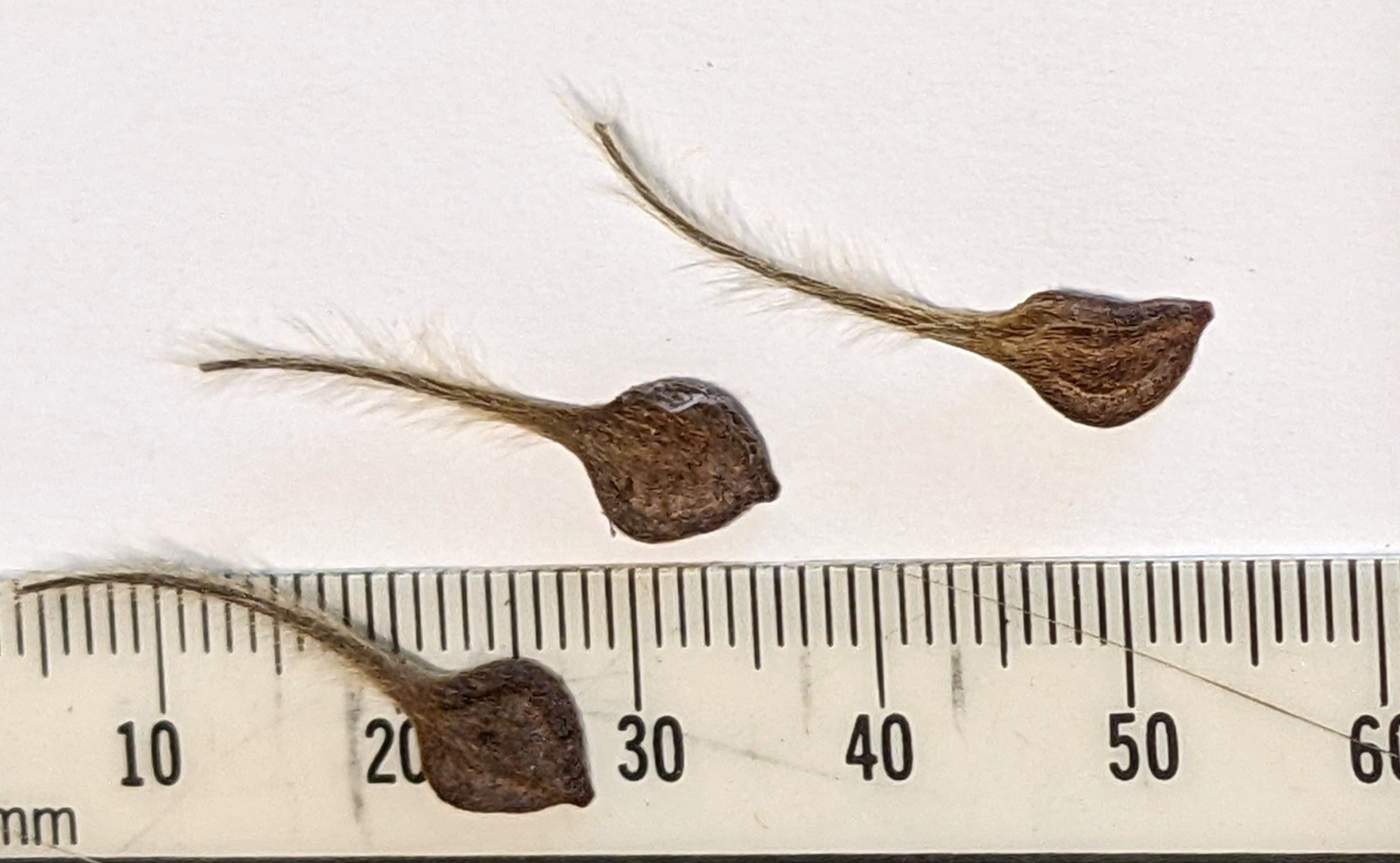 The Scientific Name is Clematis crispa [= Viorna crispa]. You will likely hear them called Swamp Leatherflower, Southern Leatherflower. This picture shows the The seeds (achenes), are attached to feathery stalks. of Clematis crispa [= Viorna crispa]