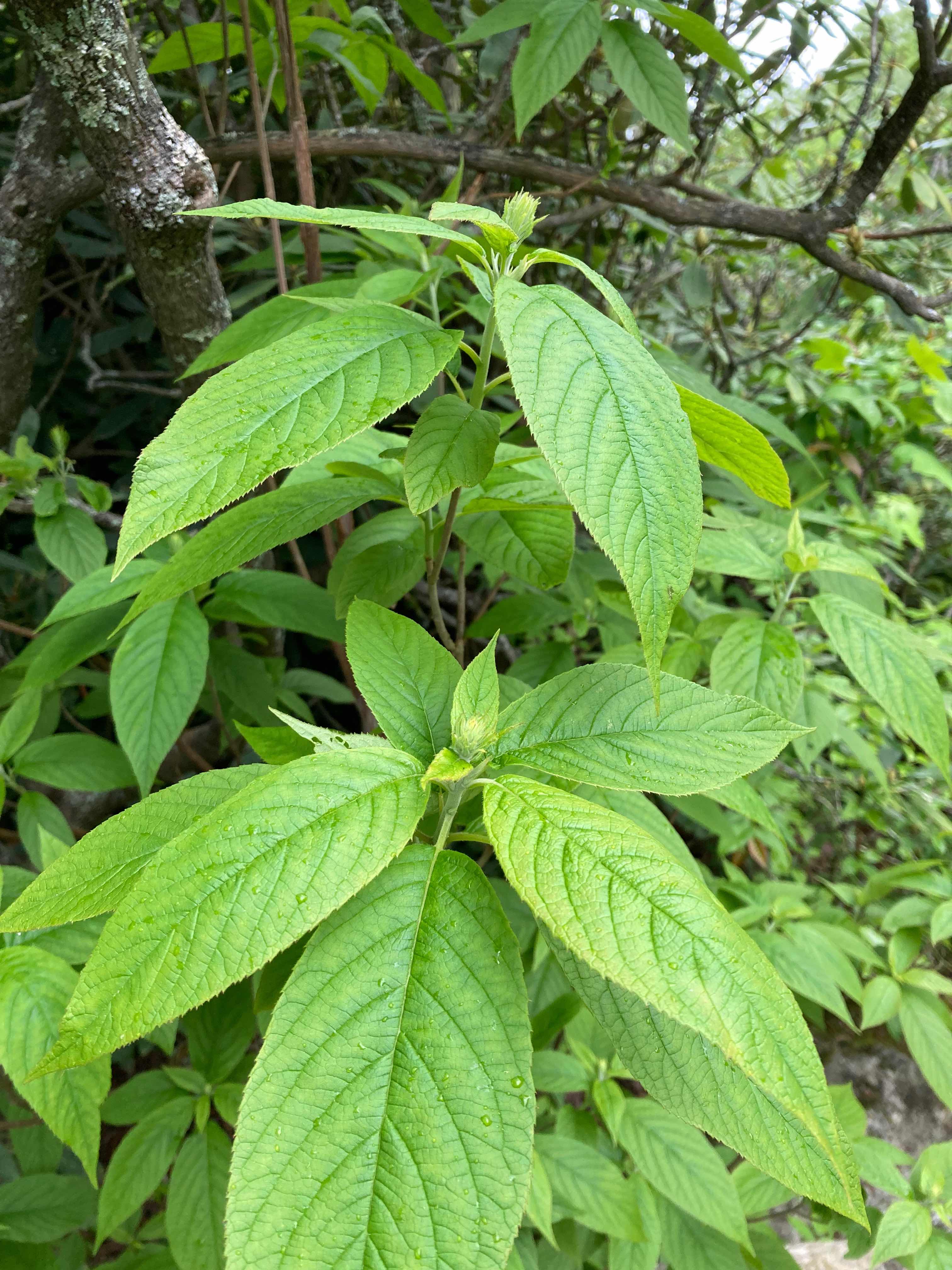 The Scientific Name is Clethra acuminata. You will likely hear them called Mountain Sweet-pepperbush, Mountain White-alder. This picture shows the The strongly veined, large, alternate leaves have serrated/toothed margins and a long acuminate tip.  of Clethra acuminata
