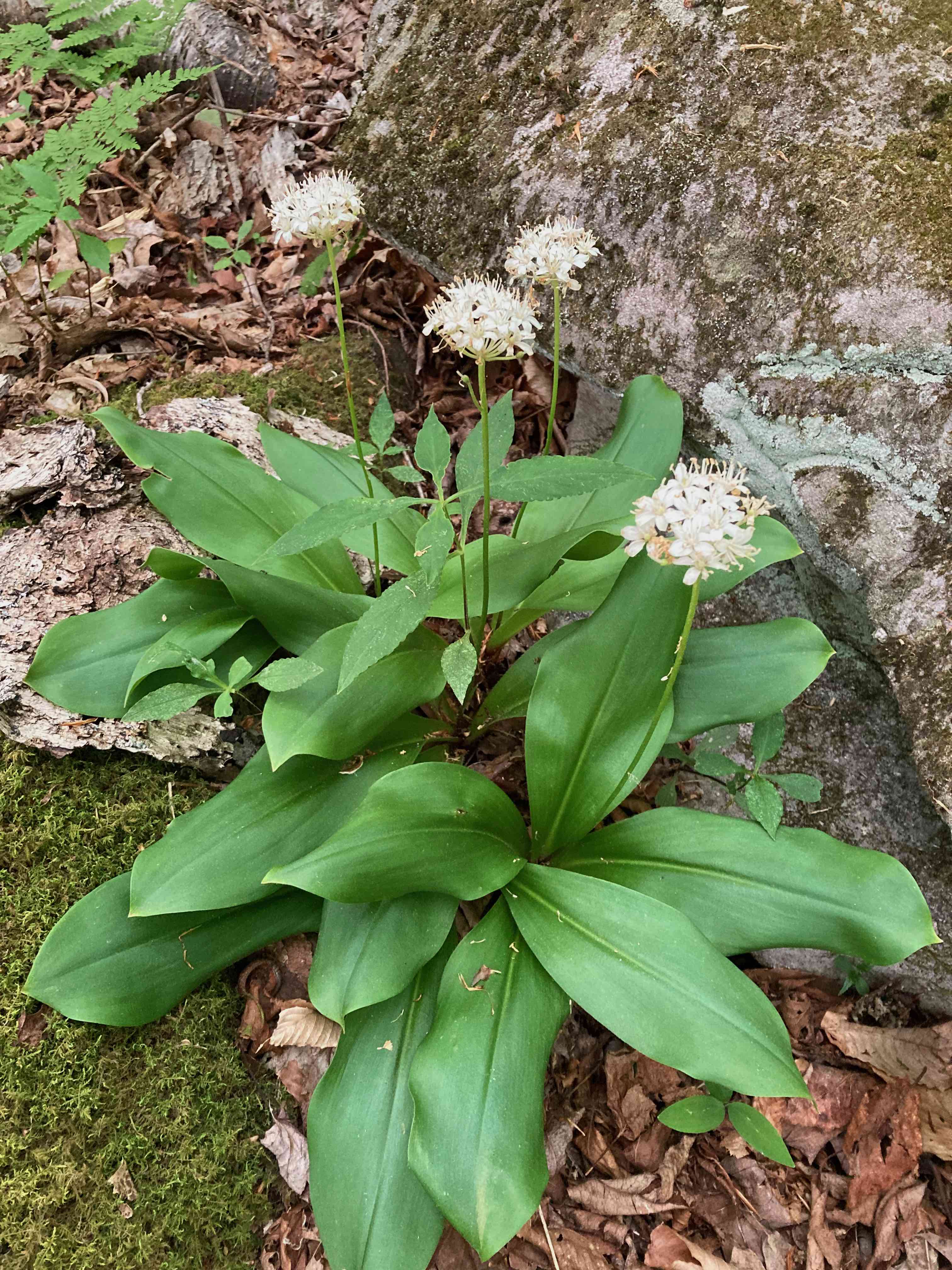 The Scientific Name is Clintonia umbellulata. You will likely hear them called Speckled Wood Lily. This picture shows the A lovely patch of Clintonia umbellulata