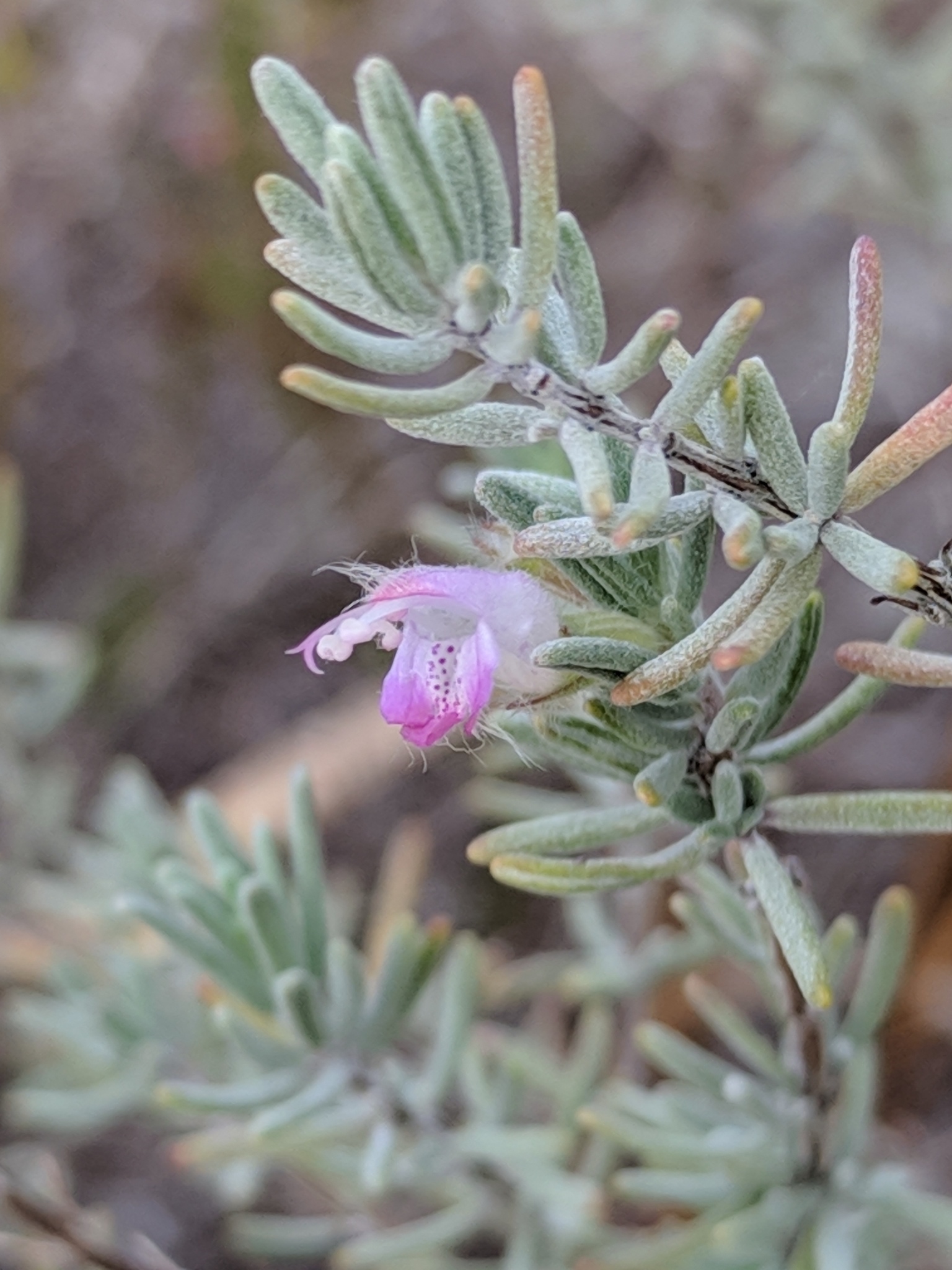 The Scientific Name is Conradina canescens. You will likely hear them called Gray Rosemary, False Rosemary, Woolly Rosemary, Blue-sage. This picture shows the Flowers are purplish-white and two-lipped with the lower lip being three-lobed with dark purple spots. of Conradina canescens